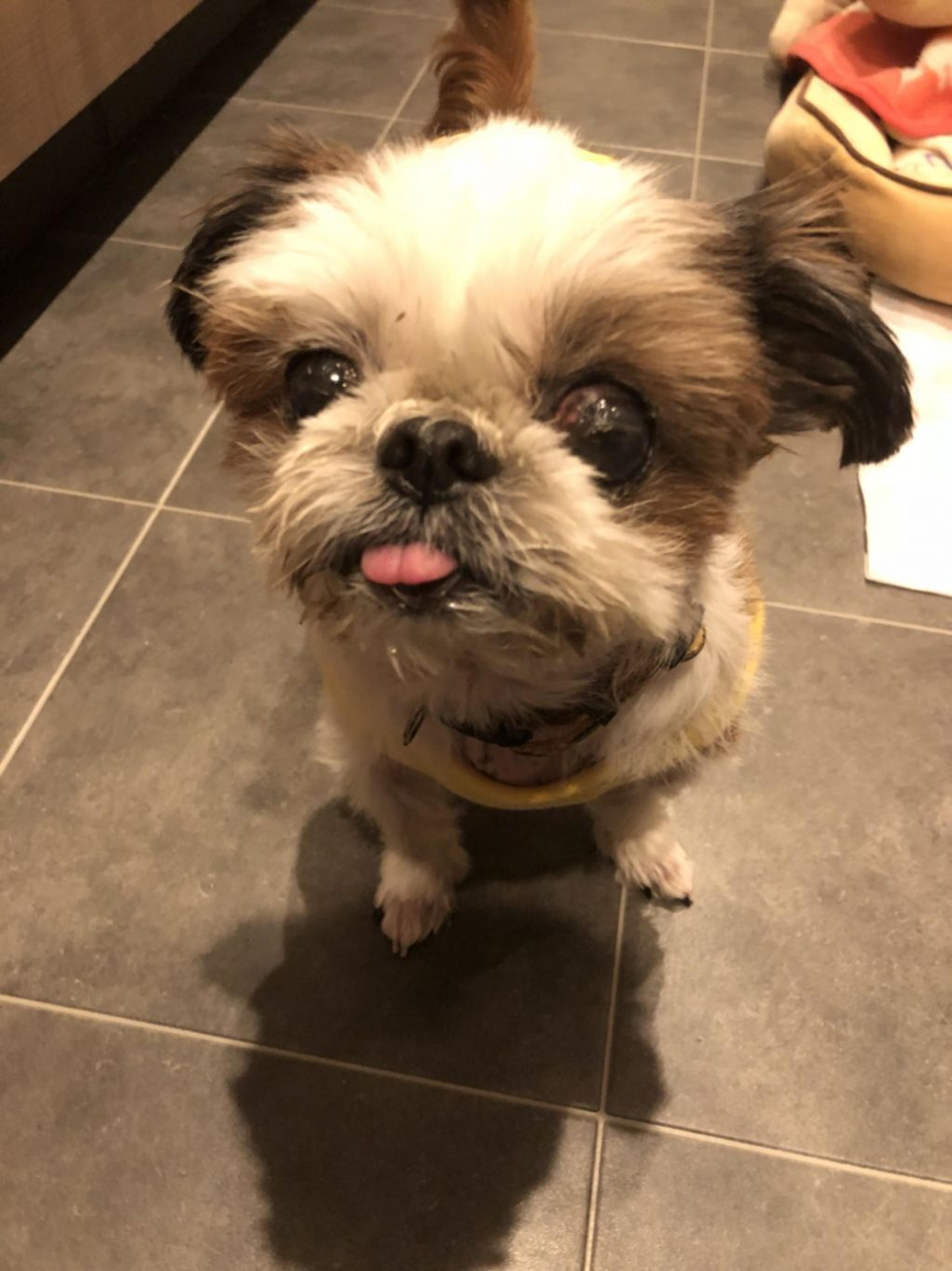 pet-image-2
