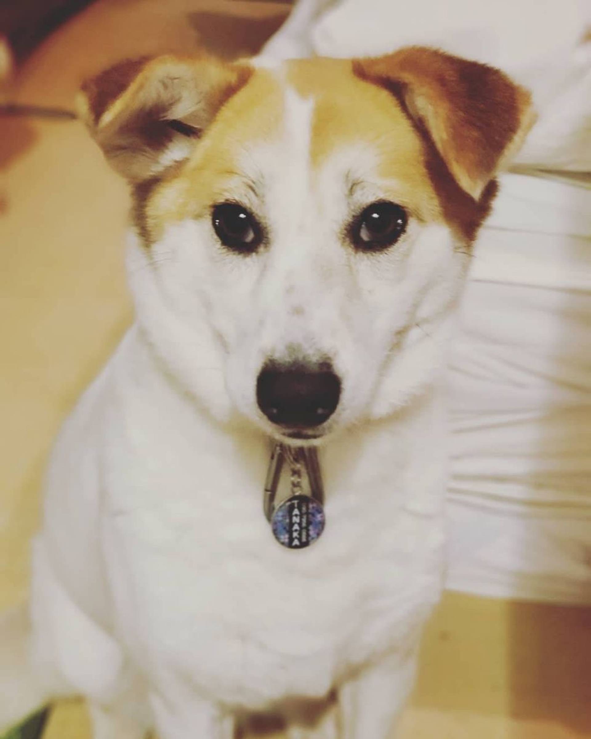 雑種（ミックス犬）・メスの里親募集の写真