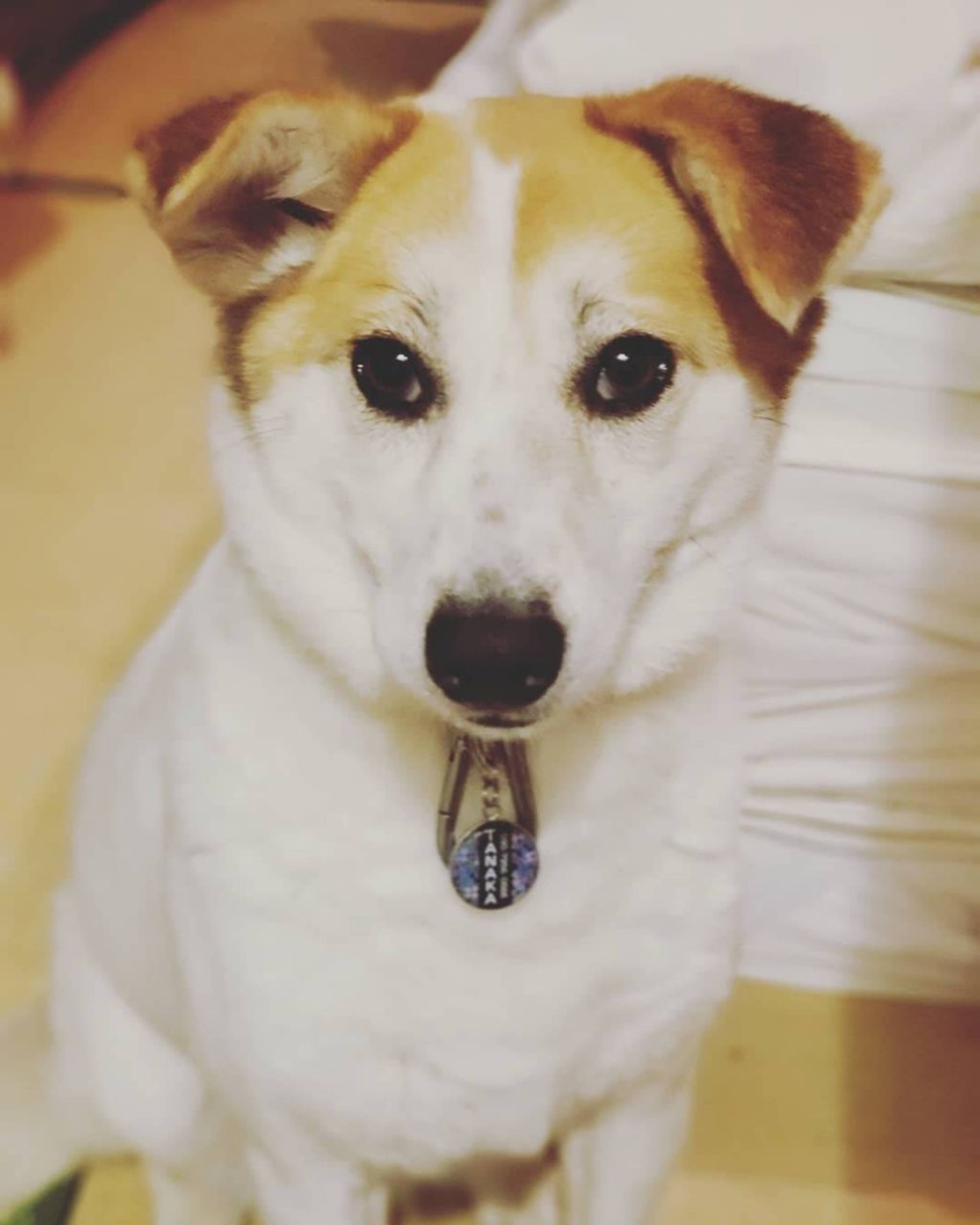 雑種（ミックス犬）・メスの里親募集の写真