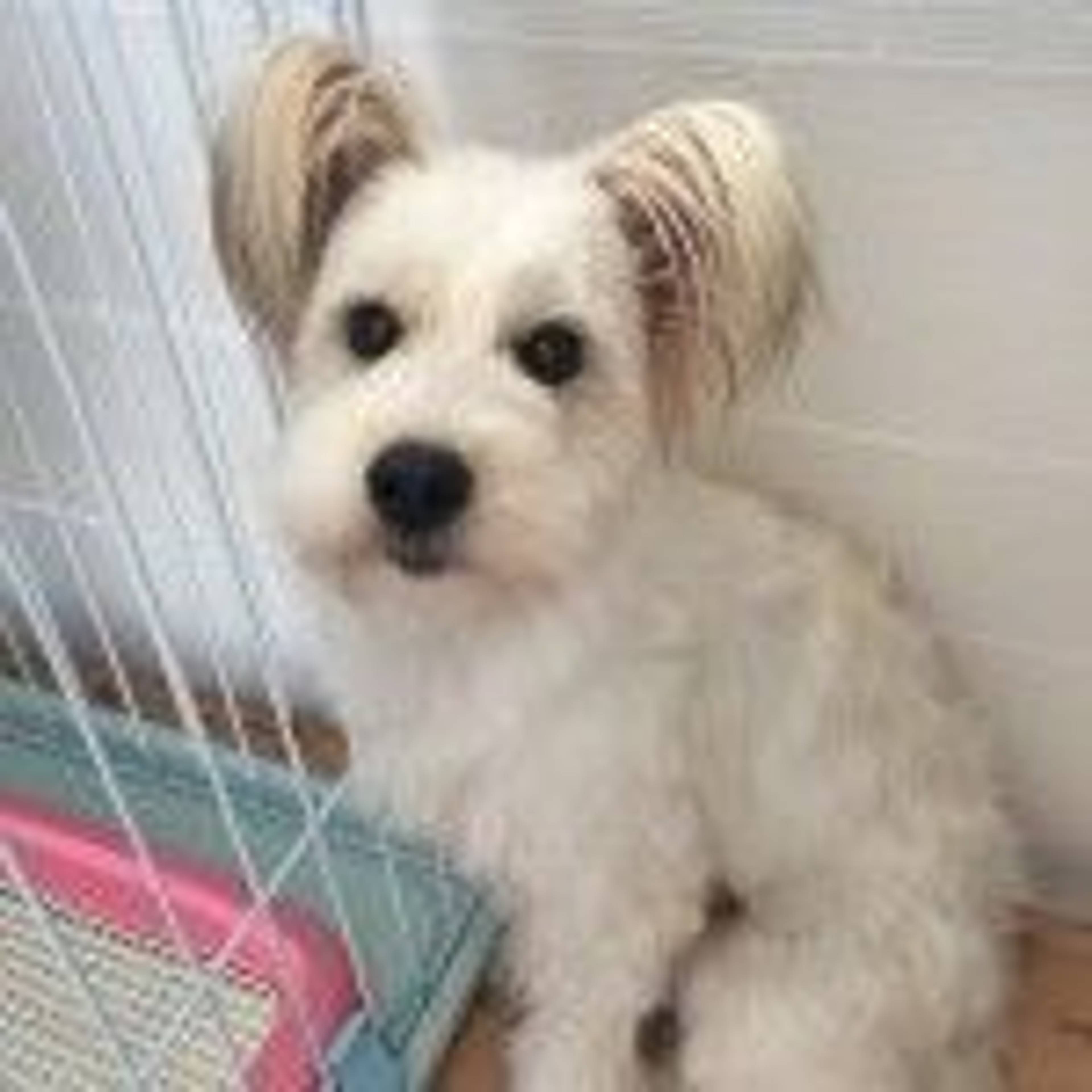 雑種（ミックス犬）・メスの里親募集の写真