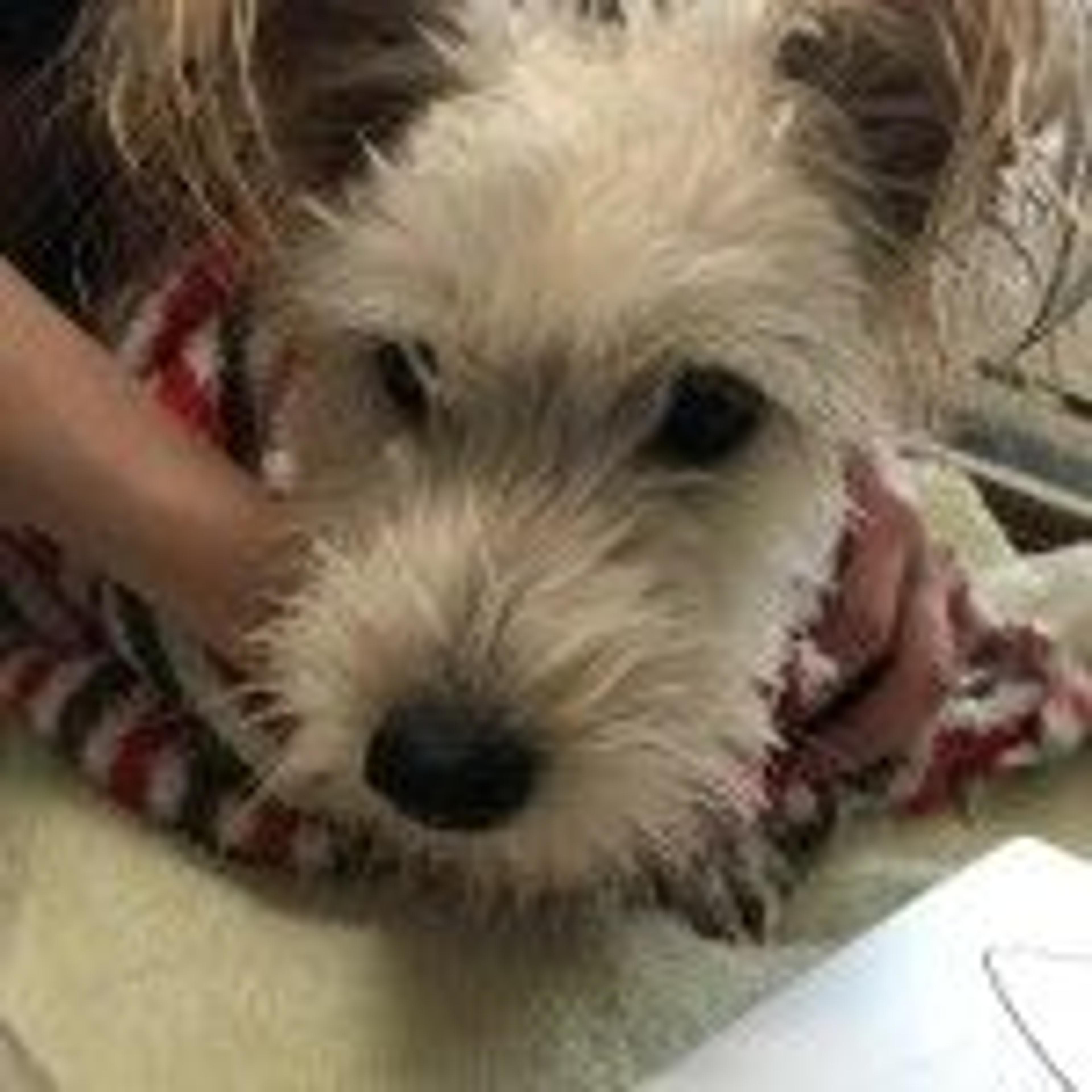 pet-image-2