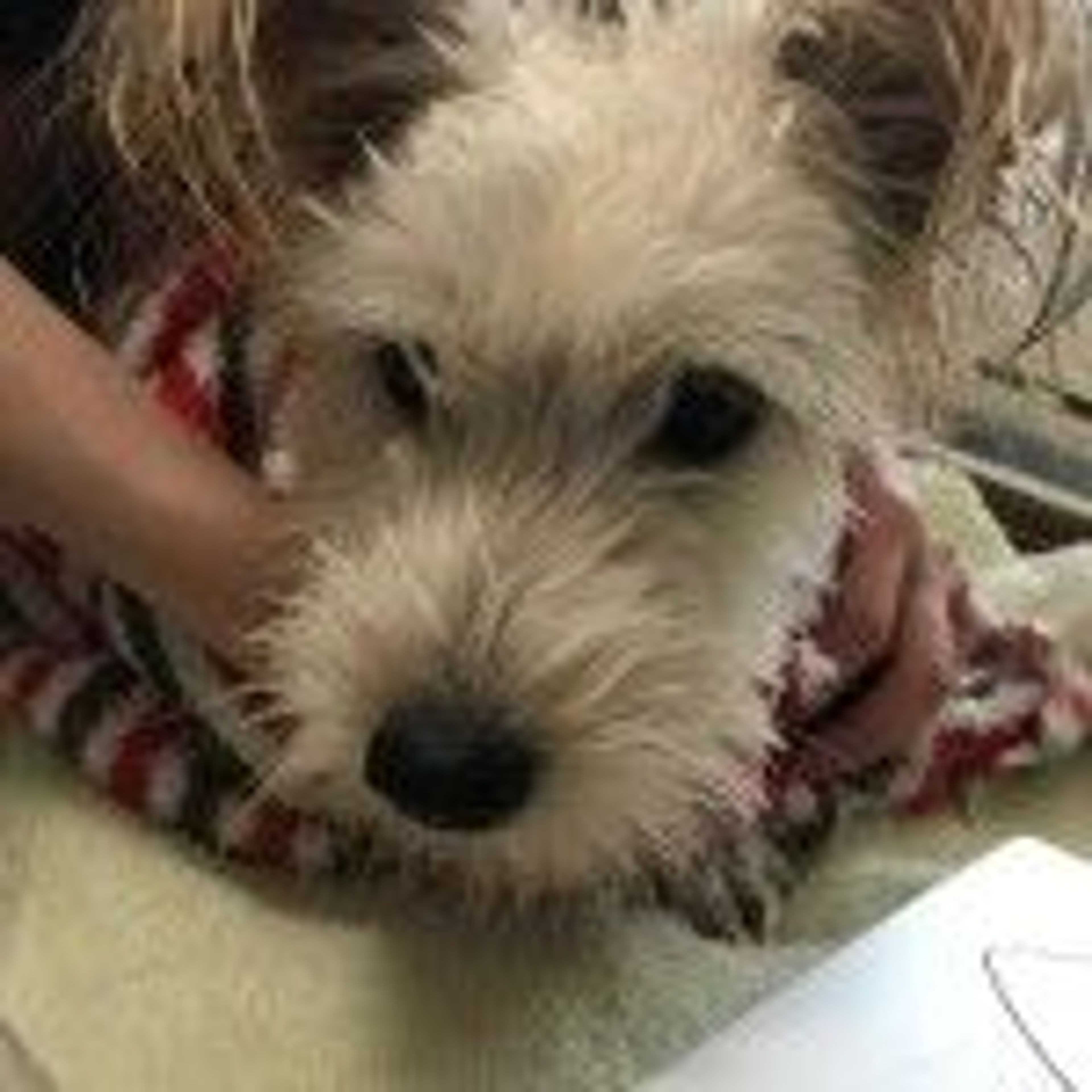 pet-image-2