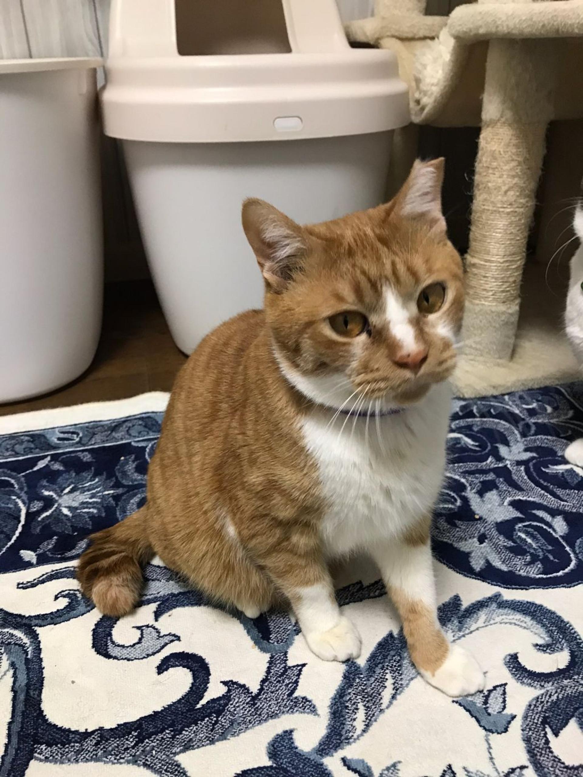 pet-image-2