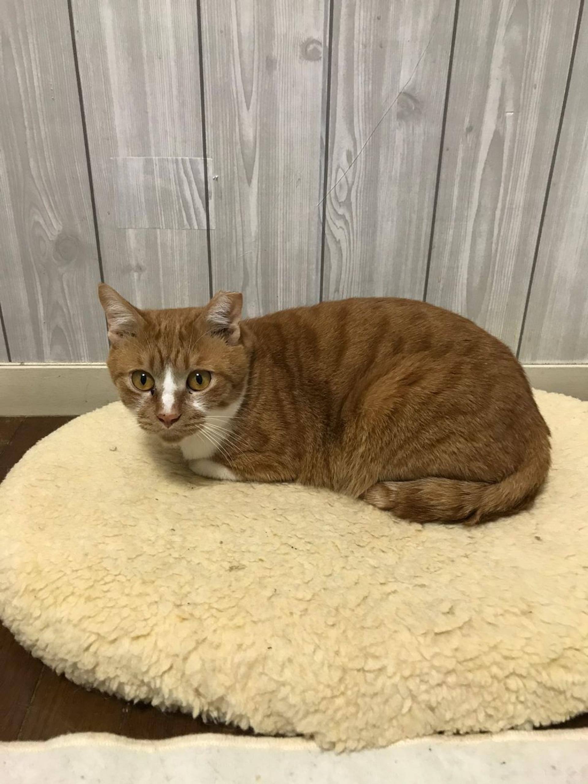 pet-image-5