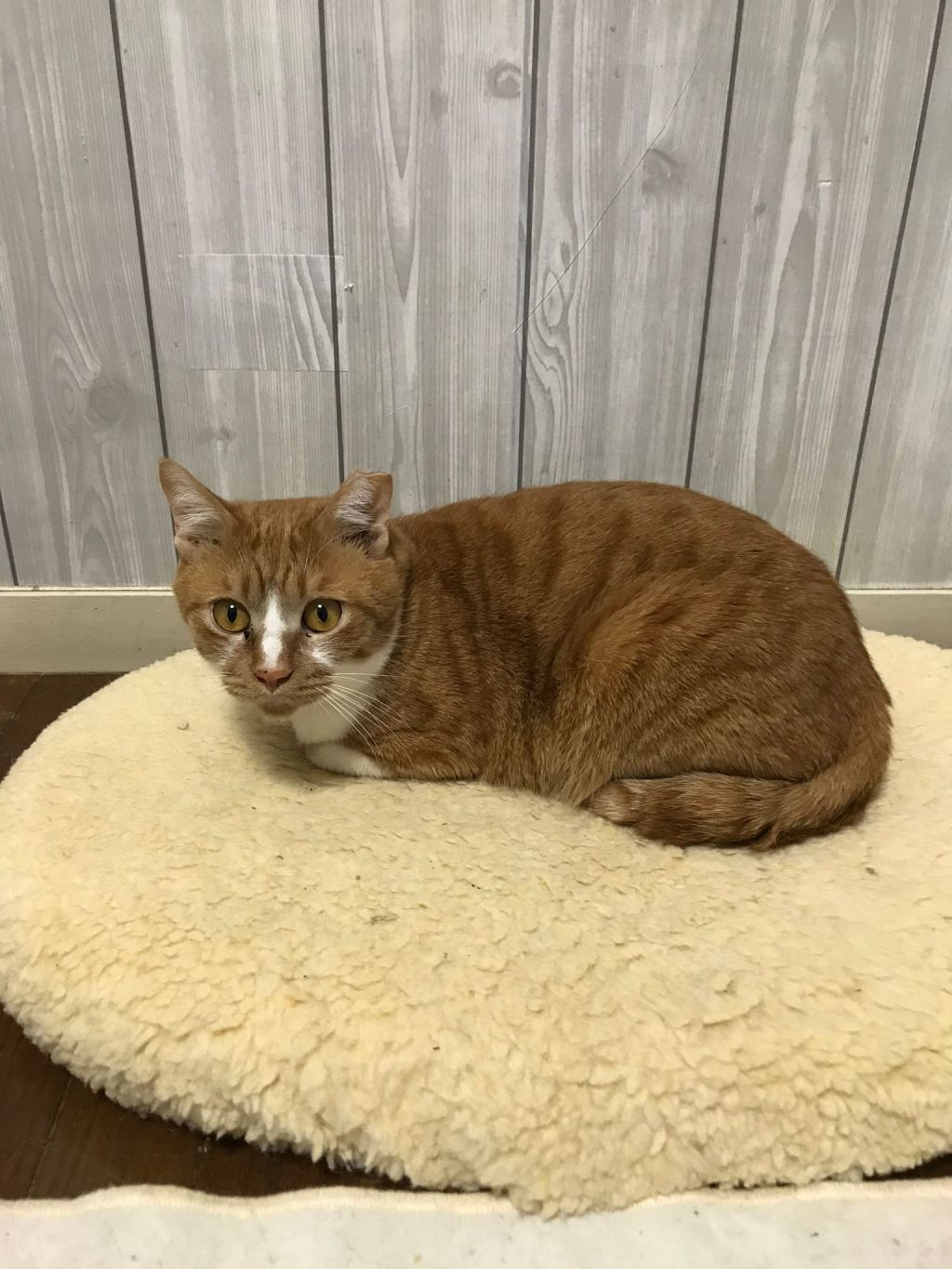 pet-image-5
