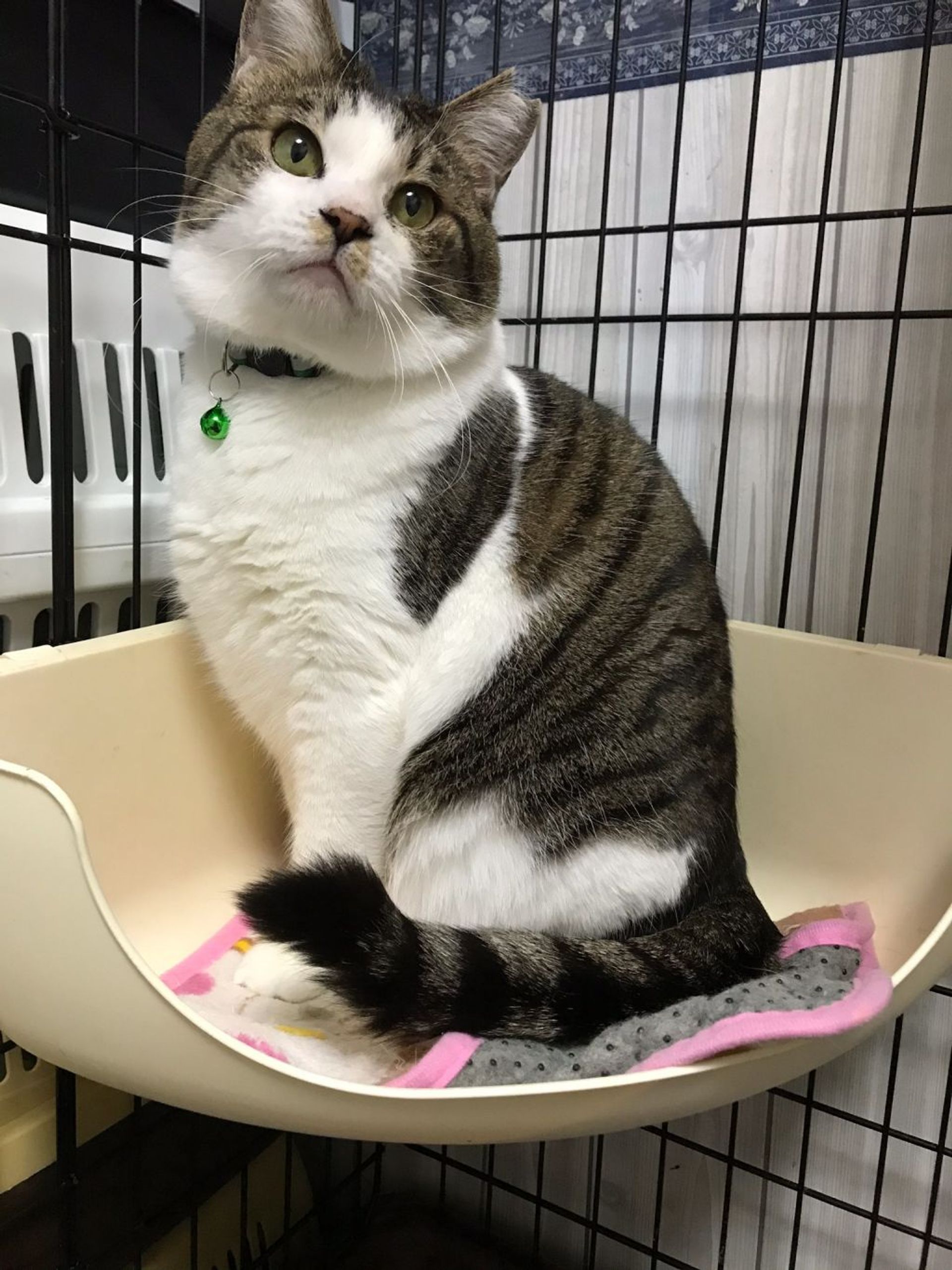雑種（ミックス猫）・オスの里親募集の写真