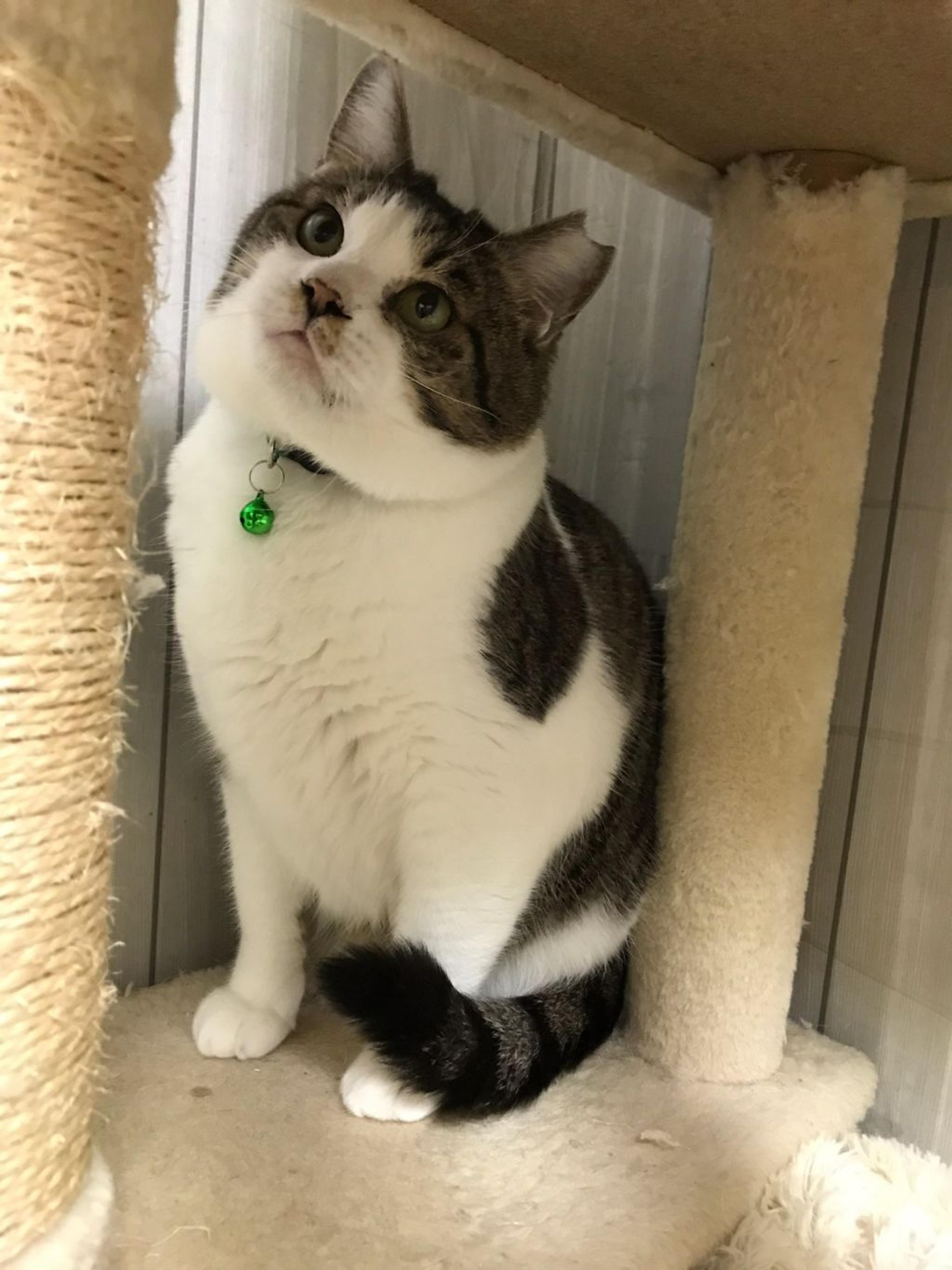pet-image-3