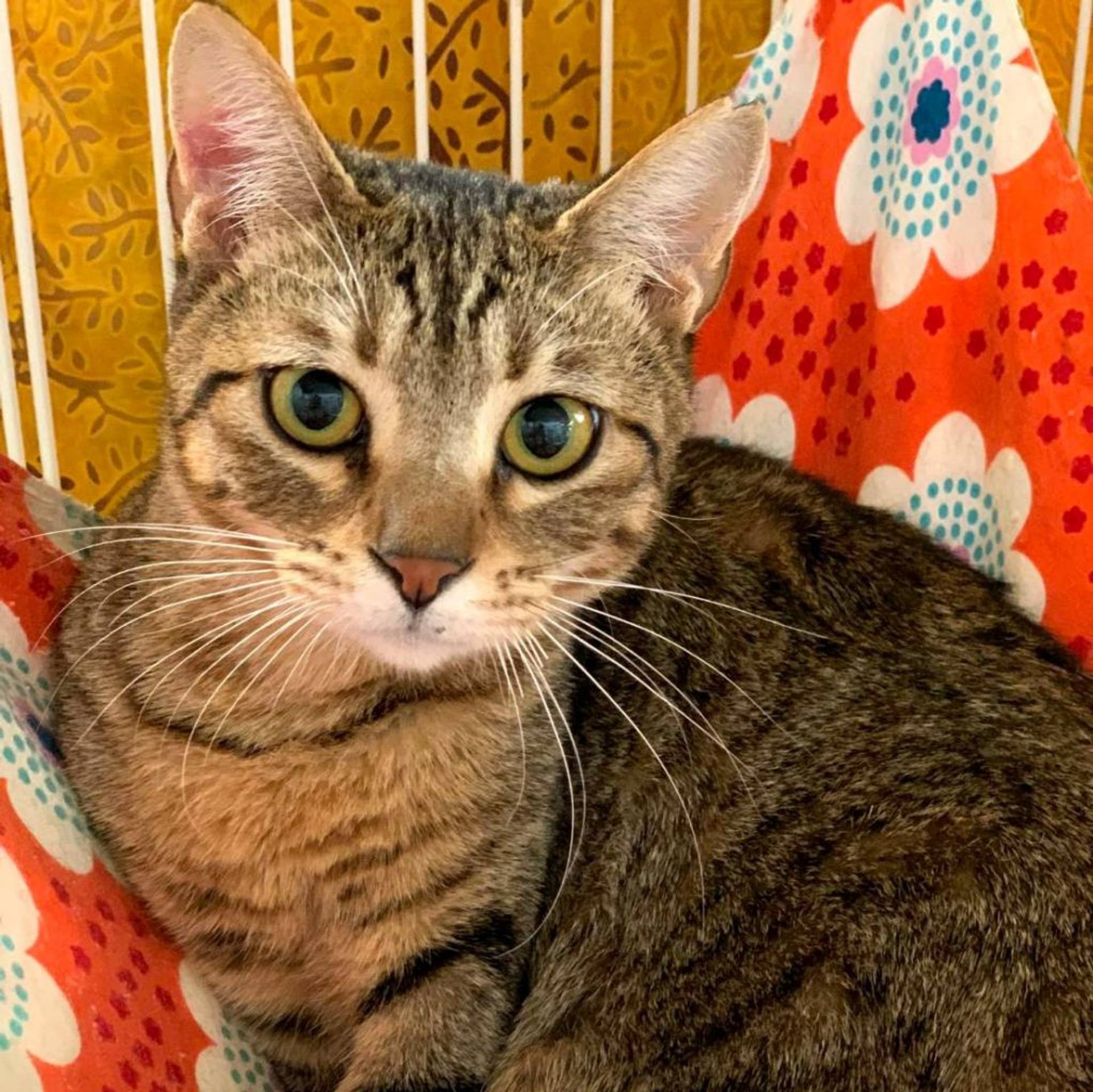 雑種（ミックス猫）・メスの里親募集の写真