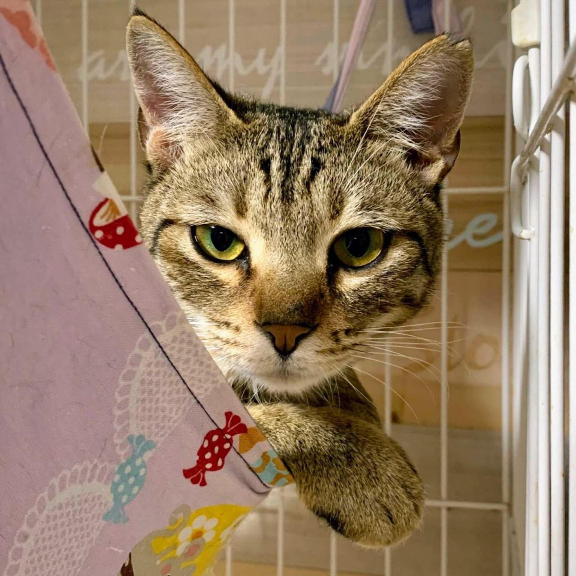 pet-image-3
