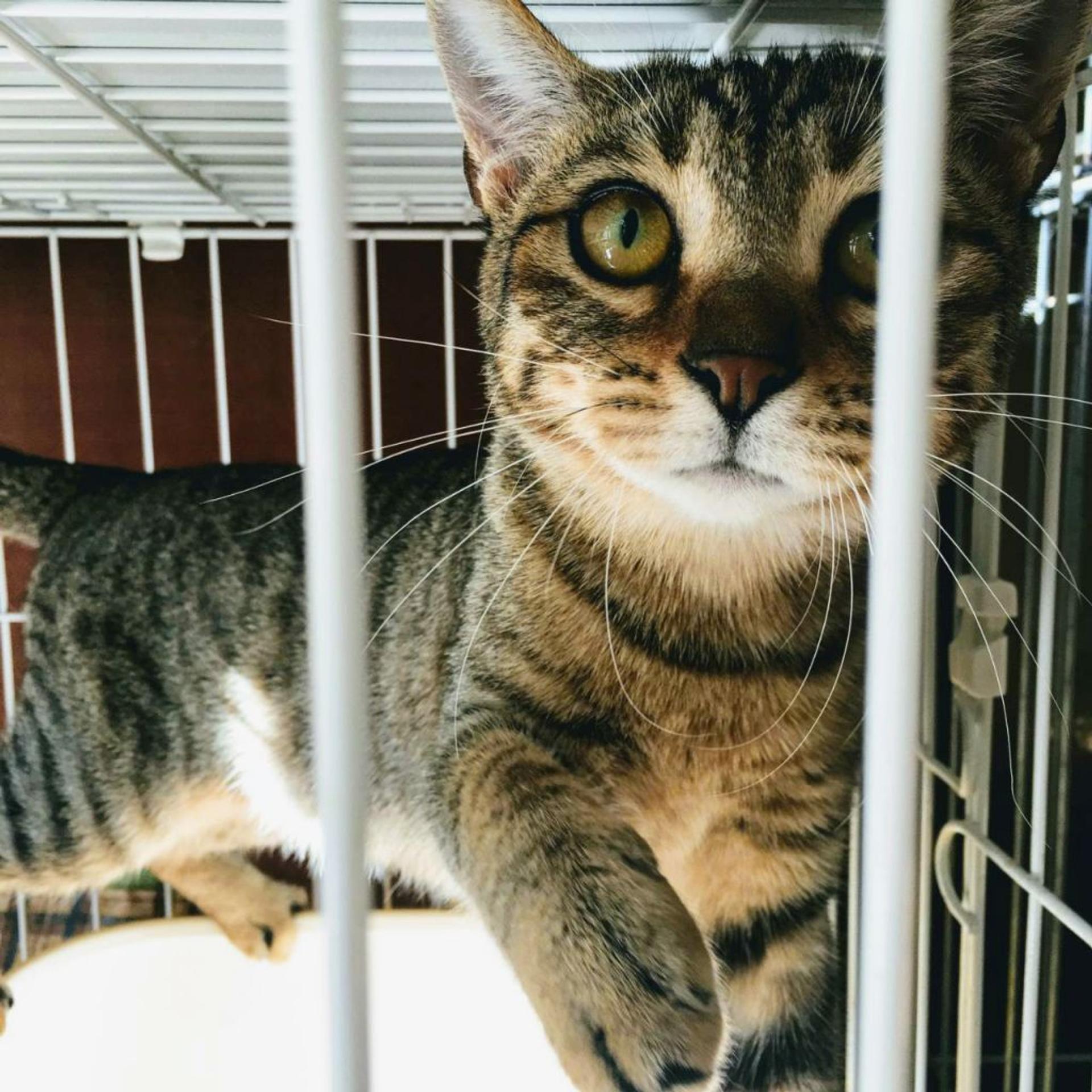 pet-image-5