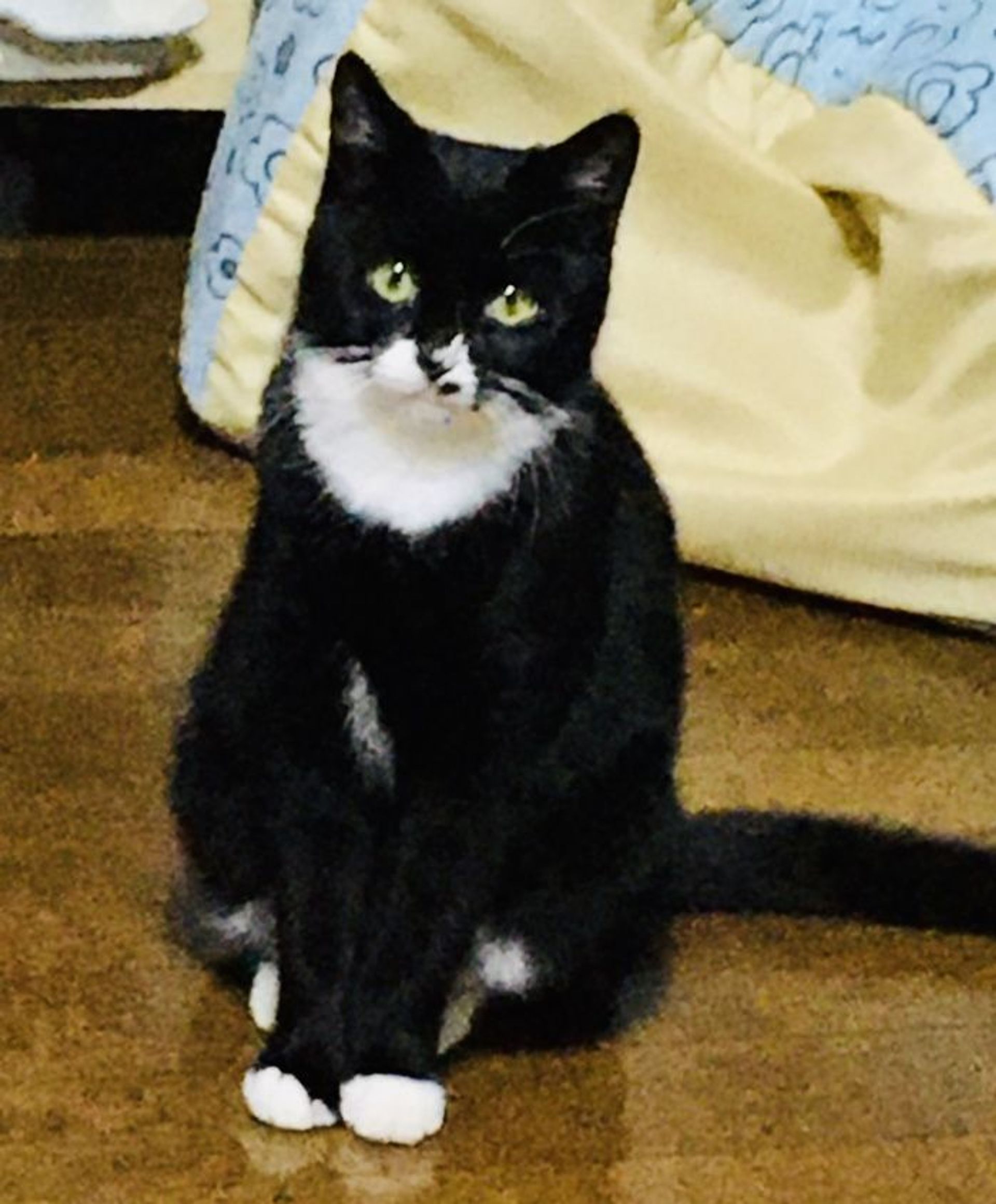 雑種（ミックス猫）・メスの里親募集の写真