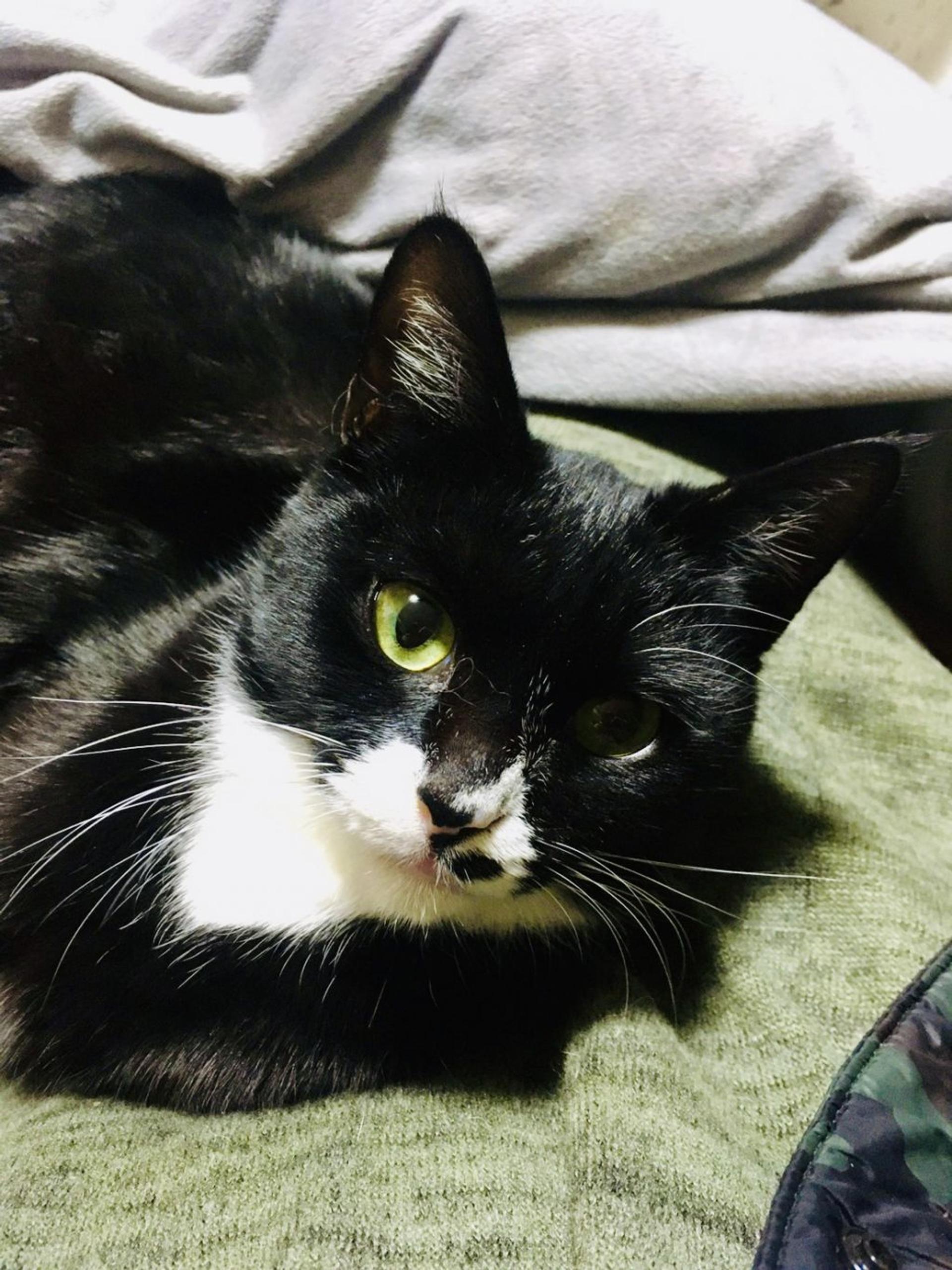pet-image-2