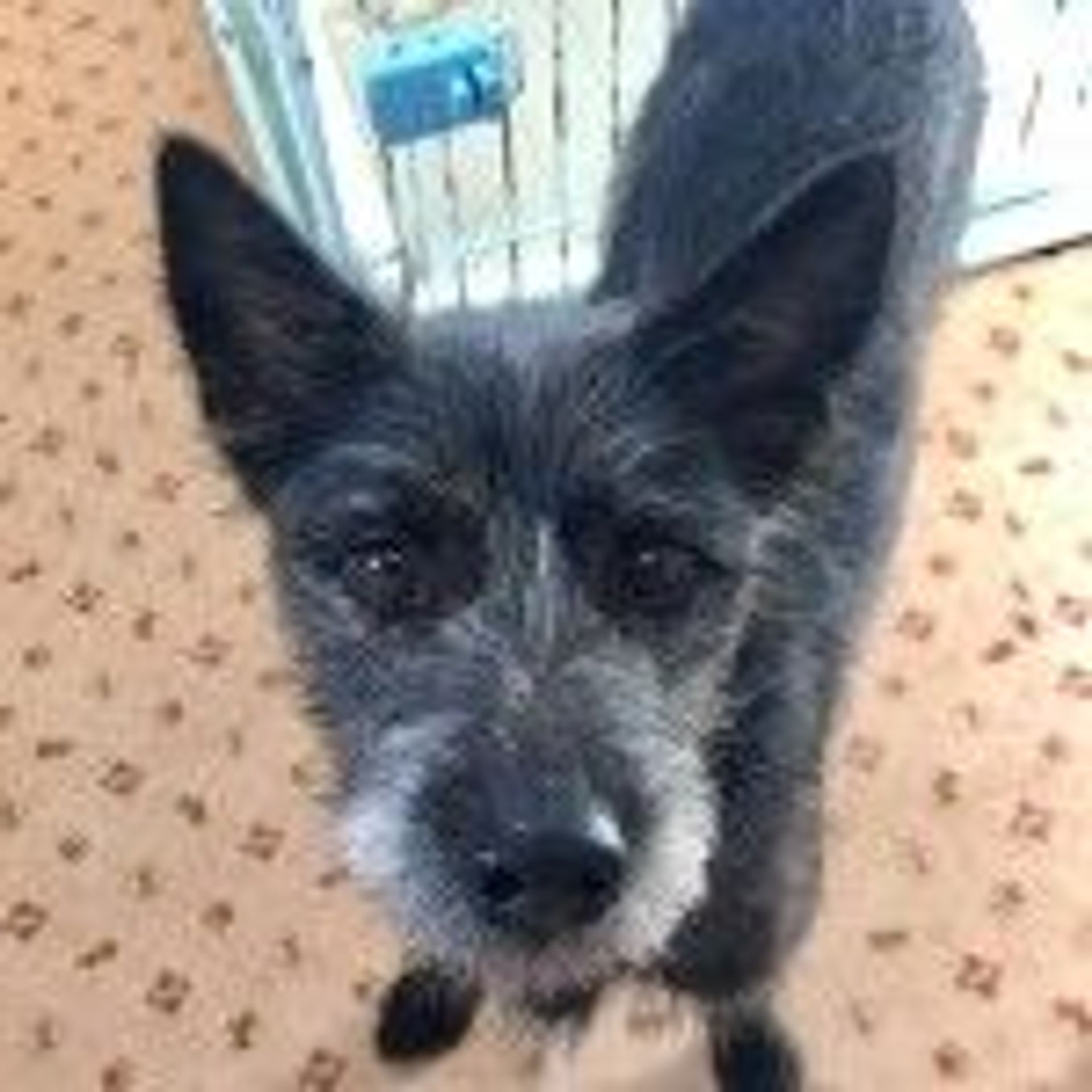 雑種（ミックス犬）・メスの里親募集の写真