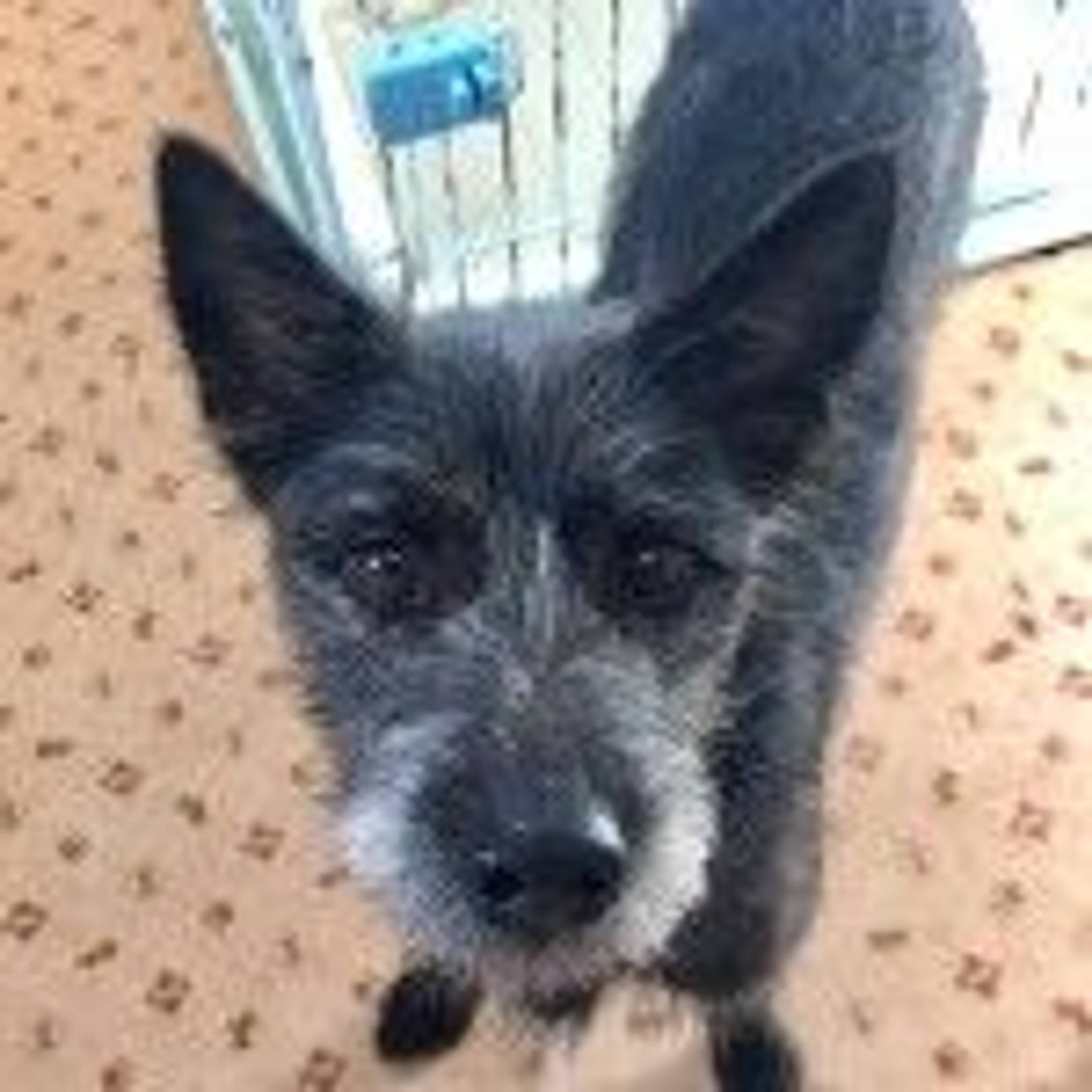 雑種（ミックス犬）・メスの里親募集の写真