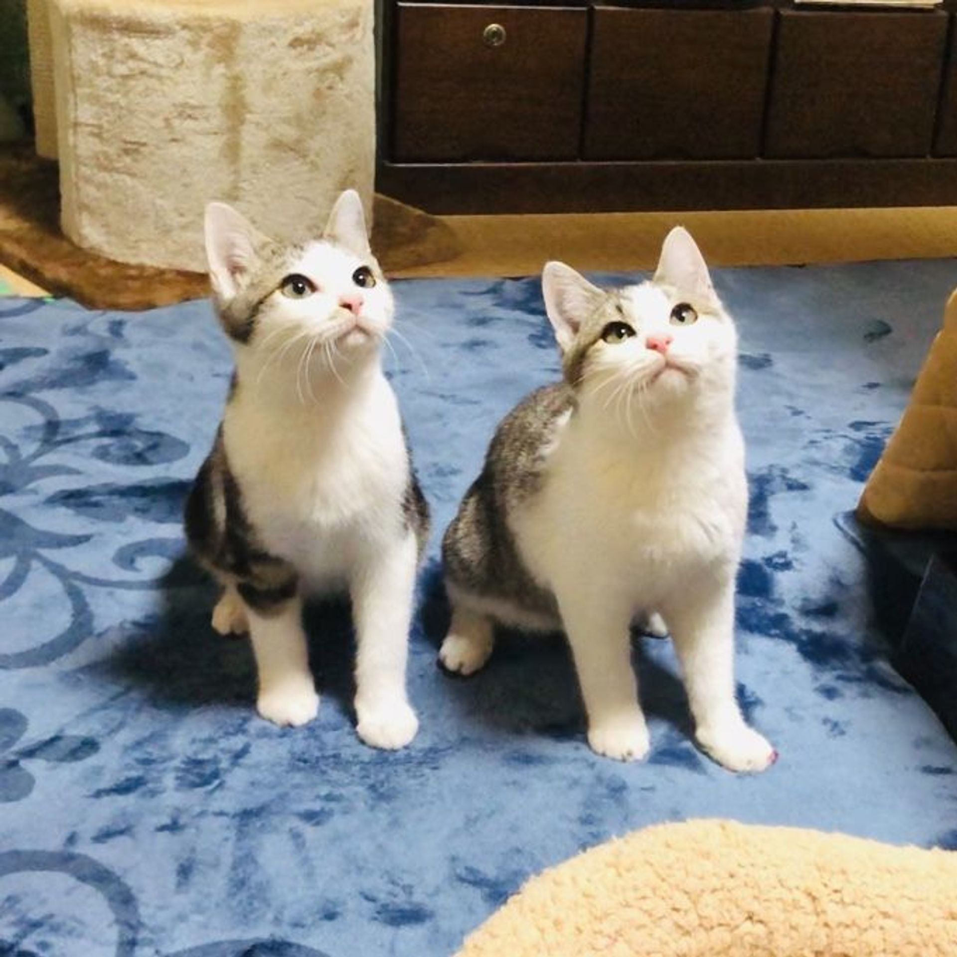 雑種（ミックス猫）・オスの里親募集の写真