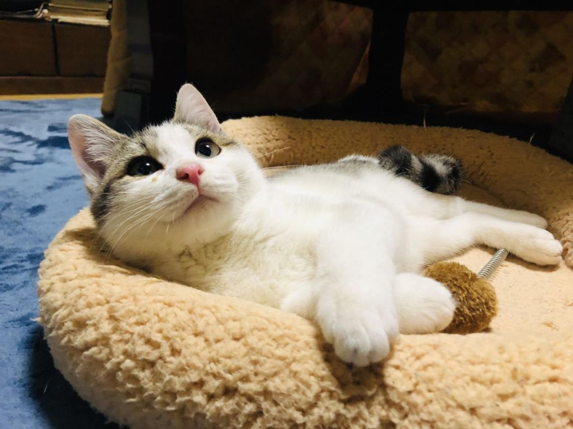 pet-image-2