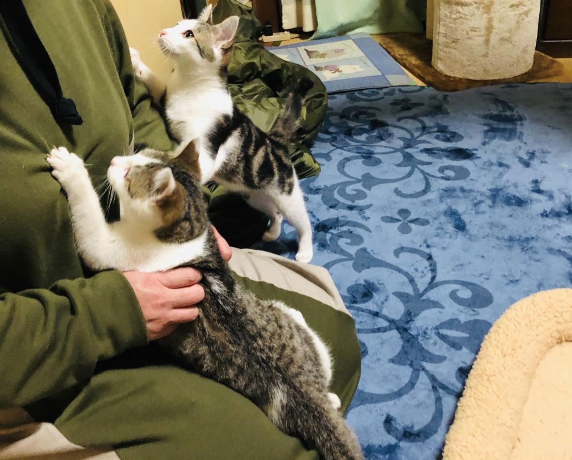 pet-image-4