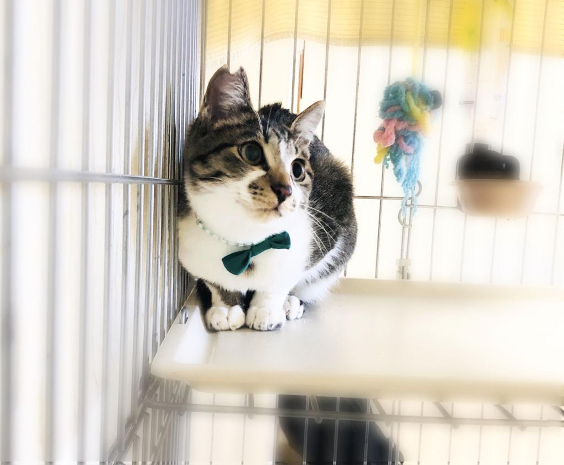 pet-image-2