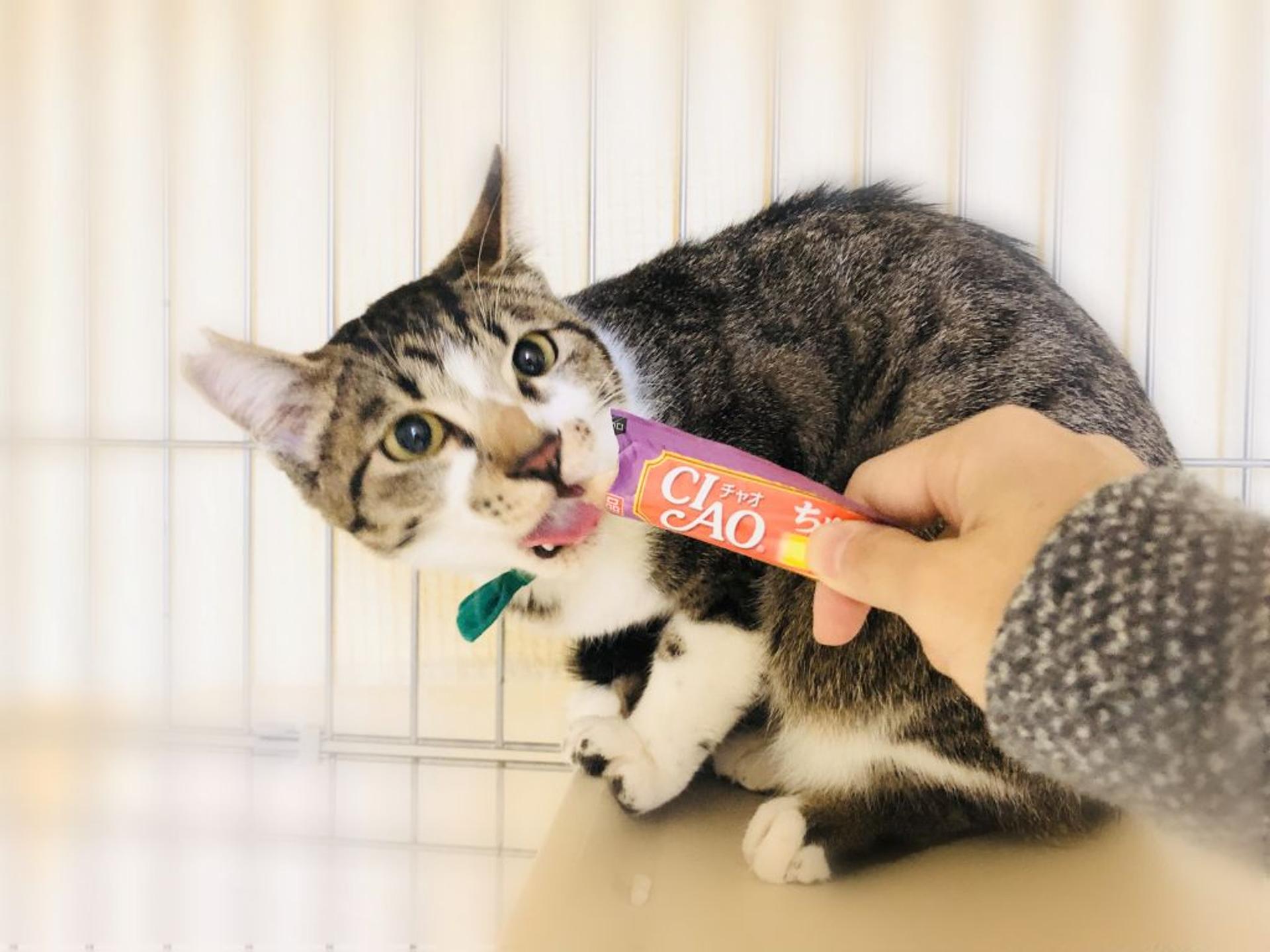 pet-image-4