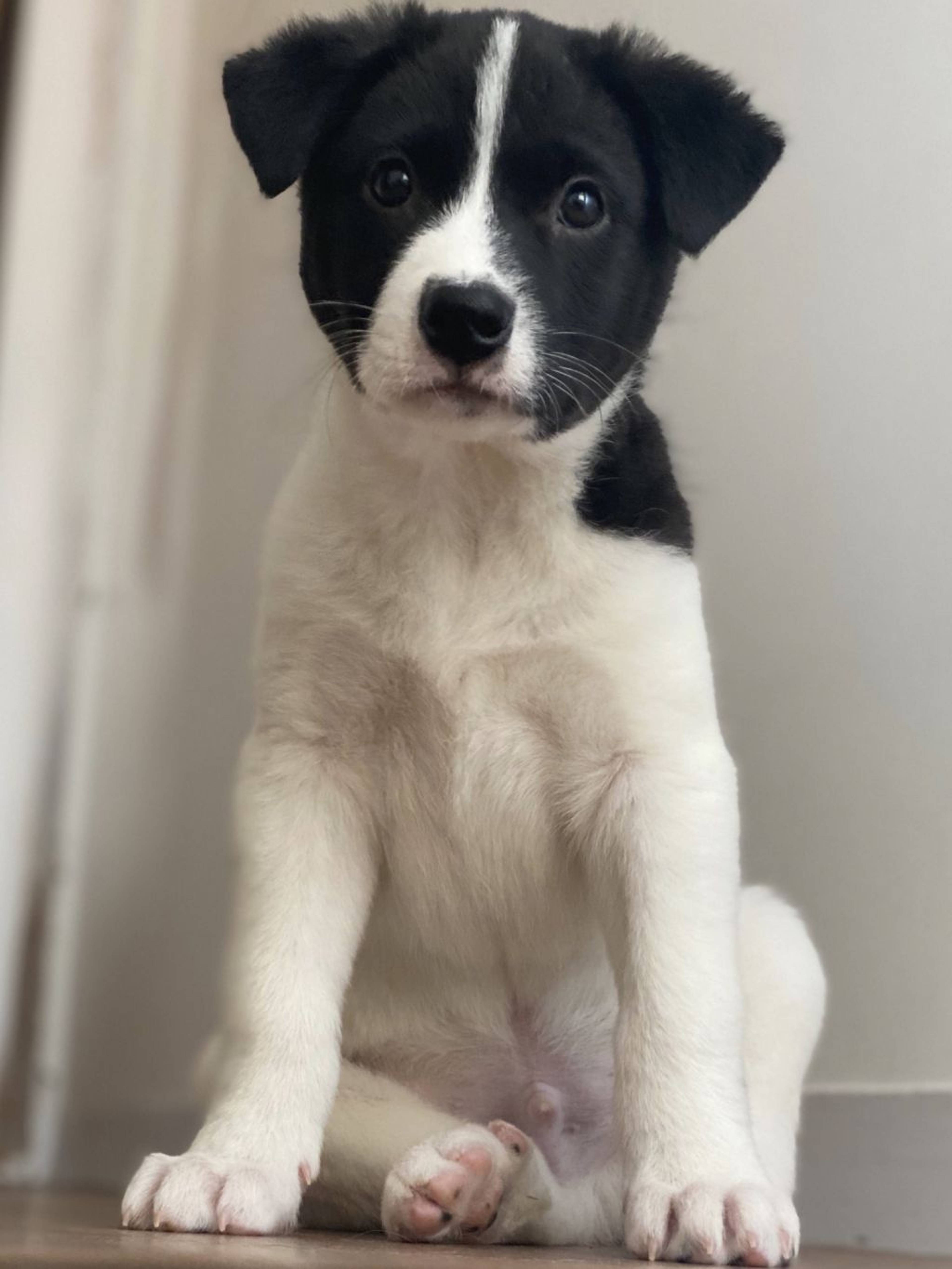 雑種（ミックス犬）・オスの里親募集の写真