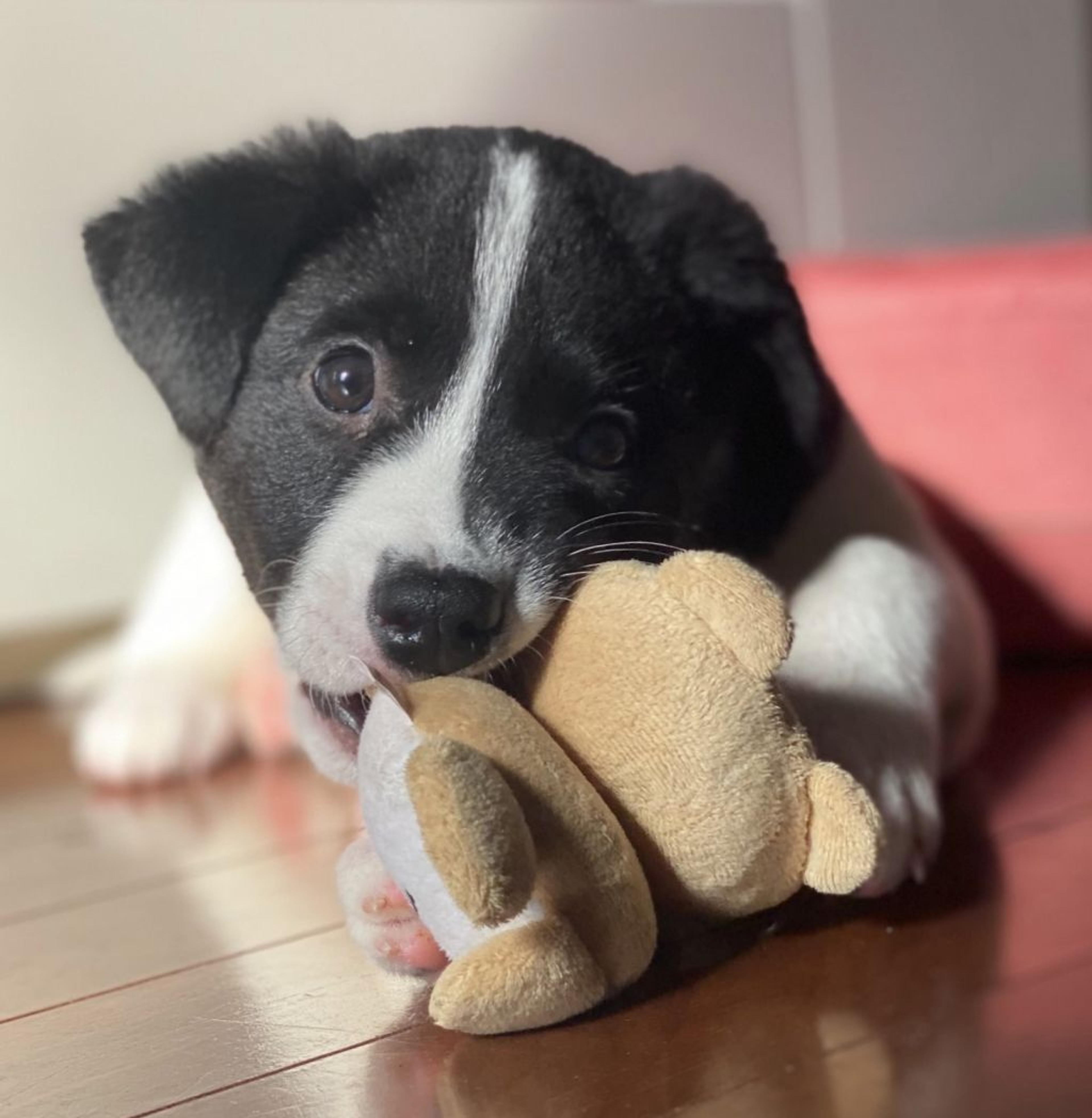 pet-image-4