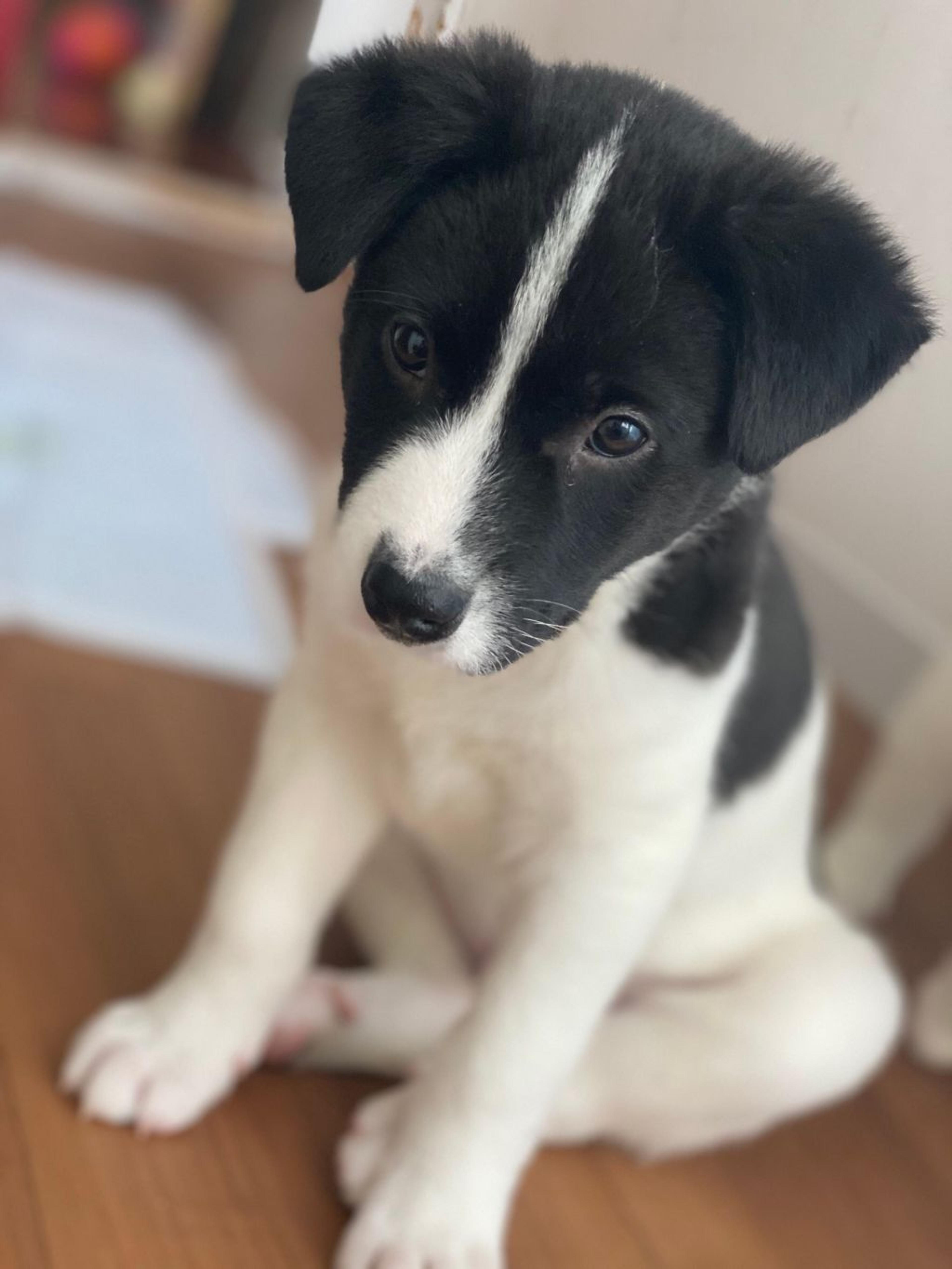 pet-image-2