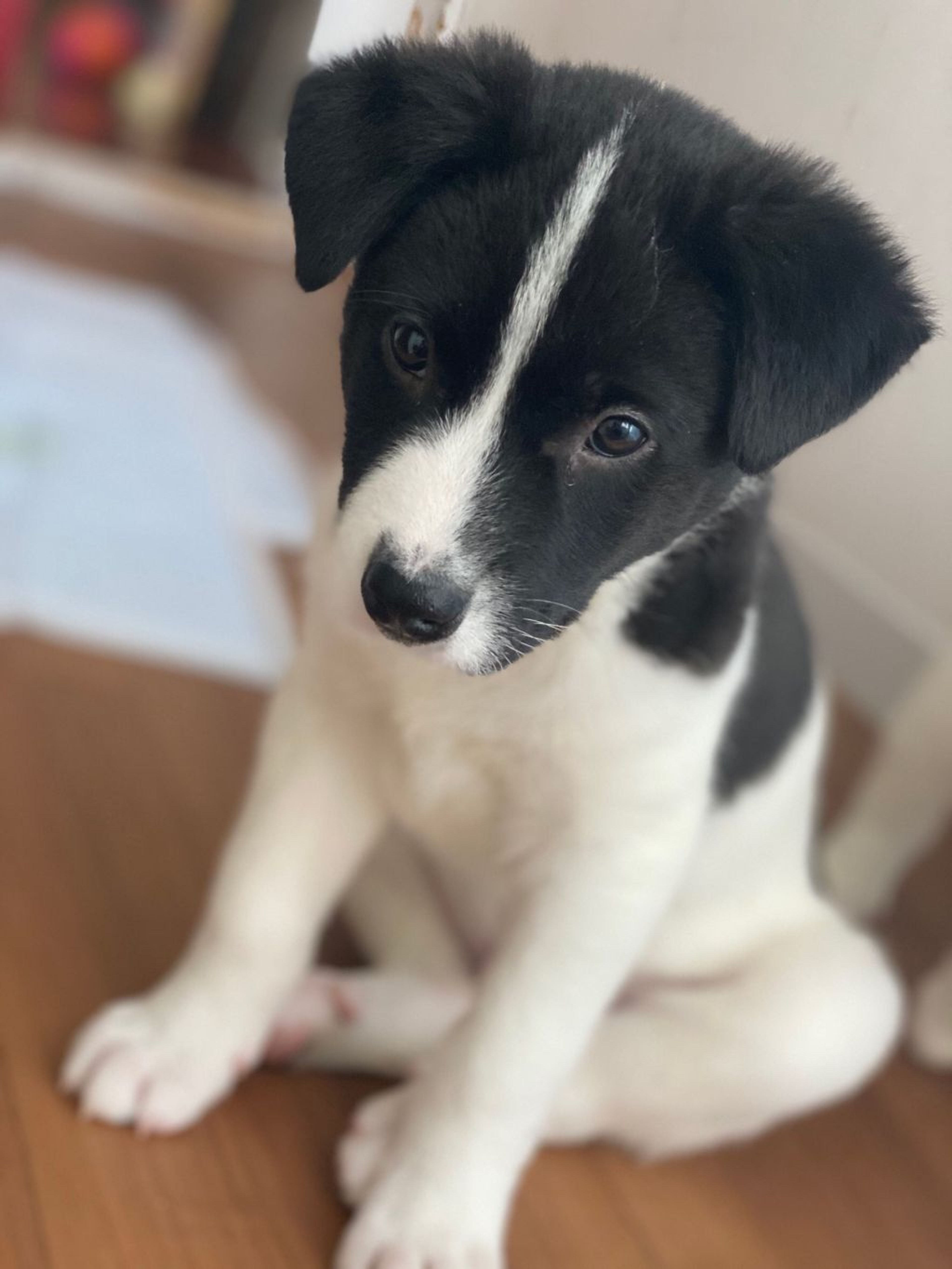pet-image-2