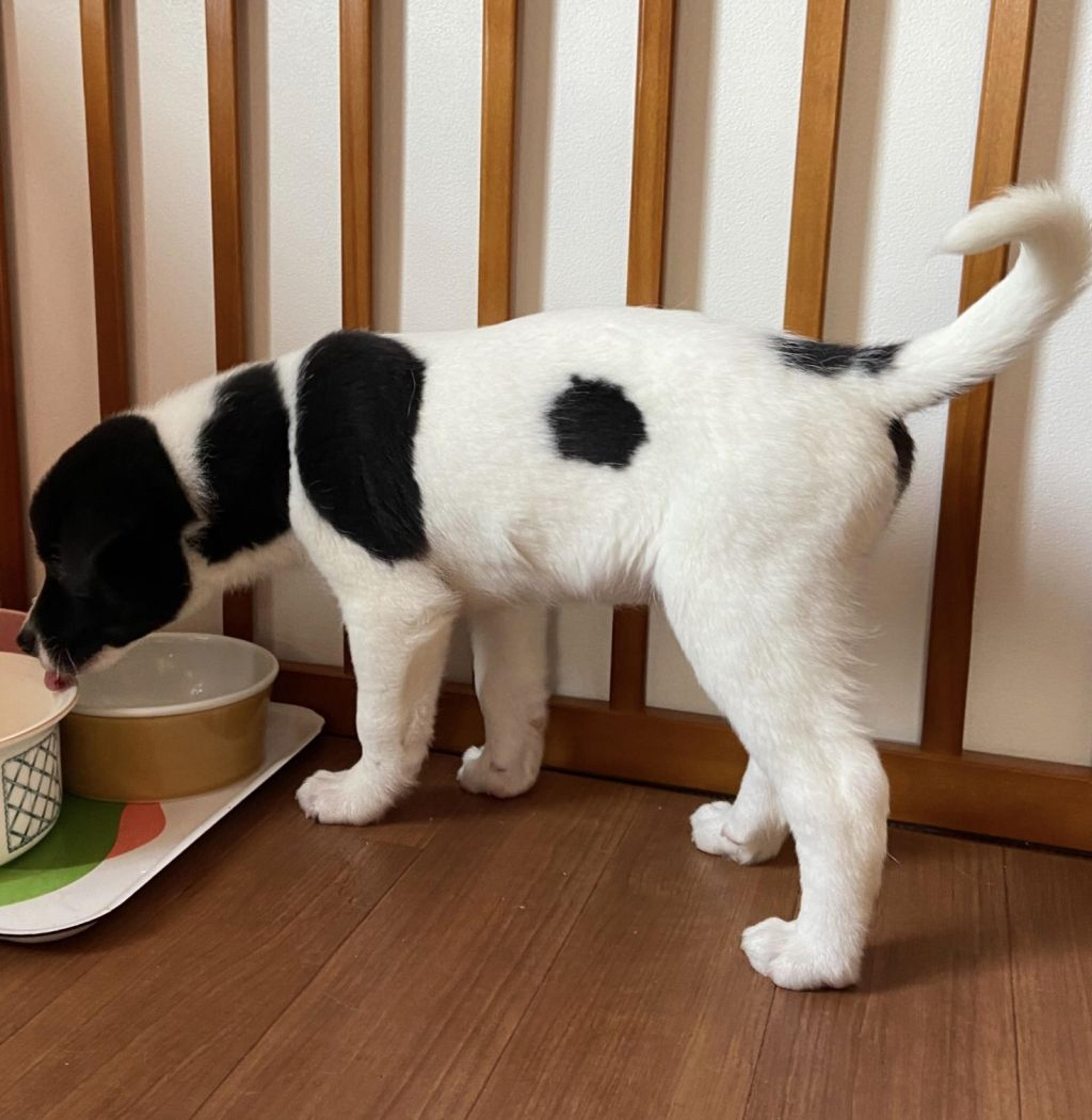 pet-image-6