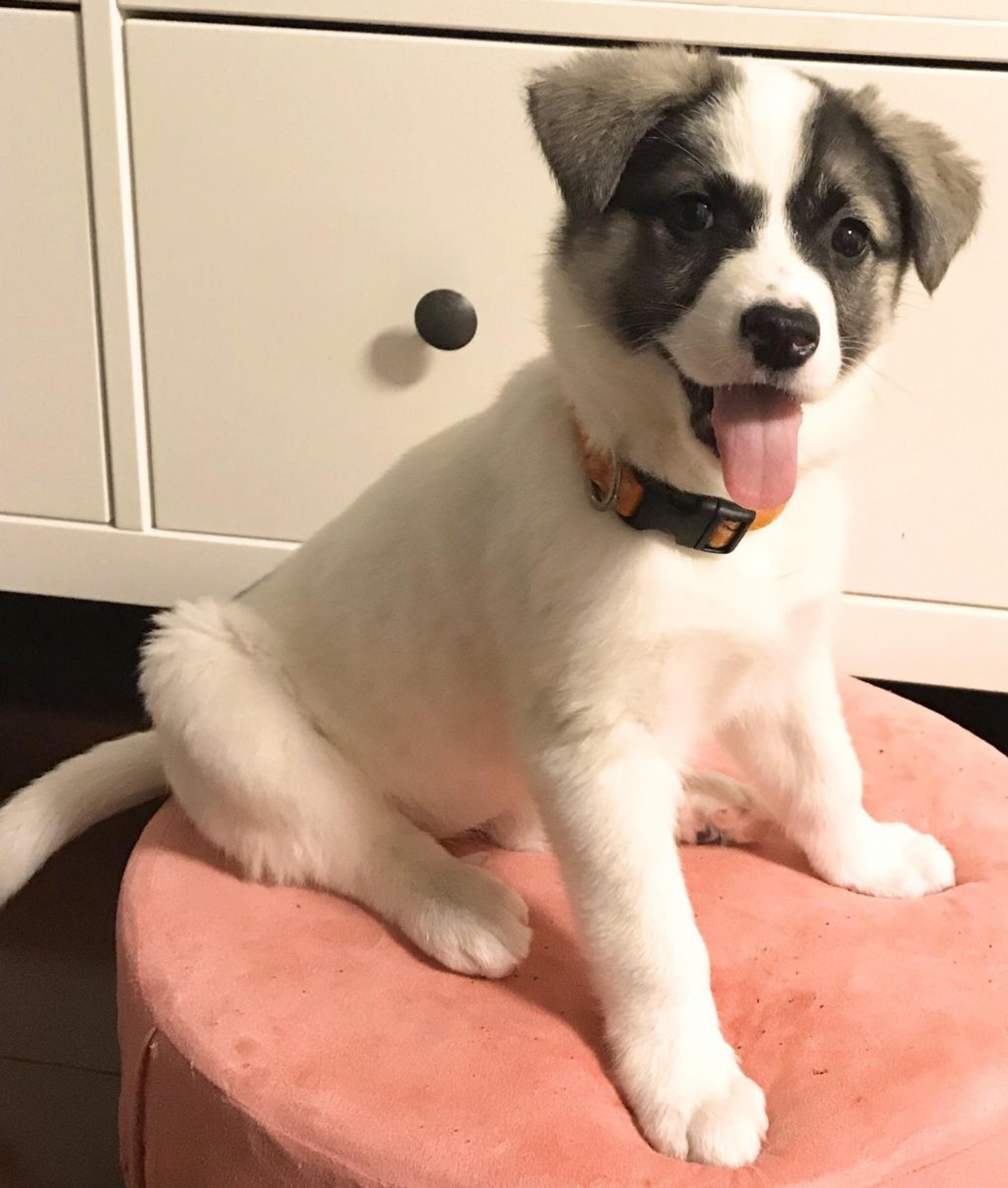 pet-image-2