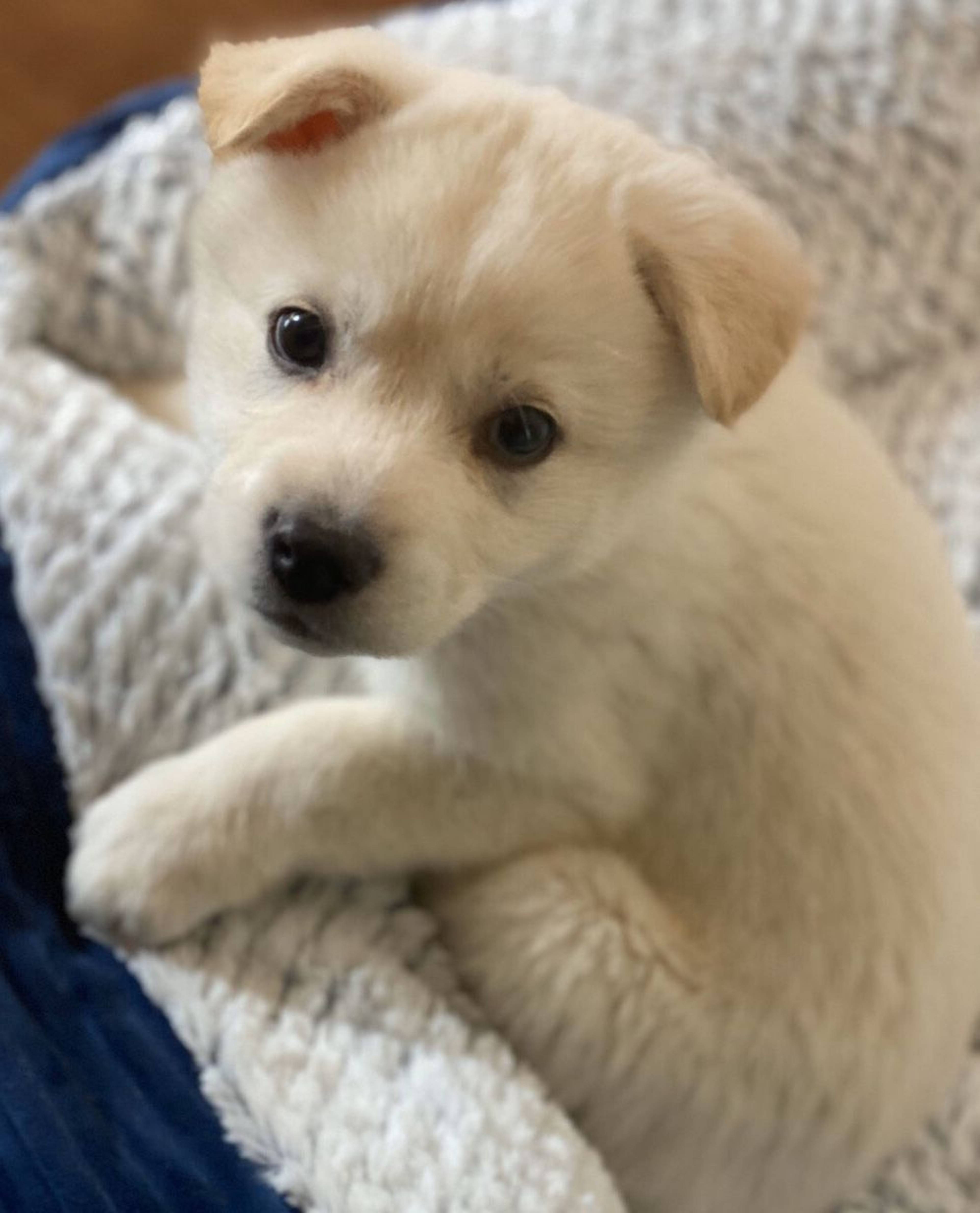 雑種（ミックス犬）・オスの里親募集の写真