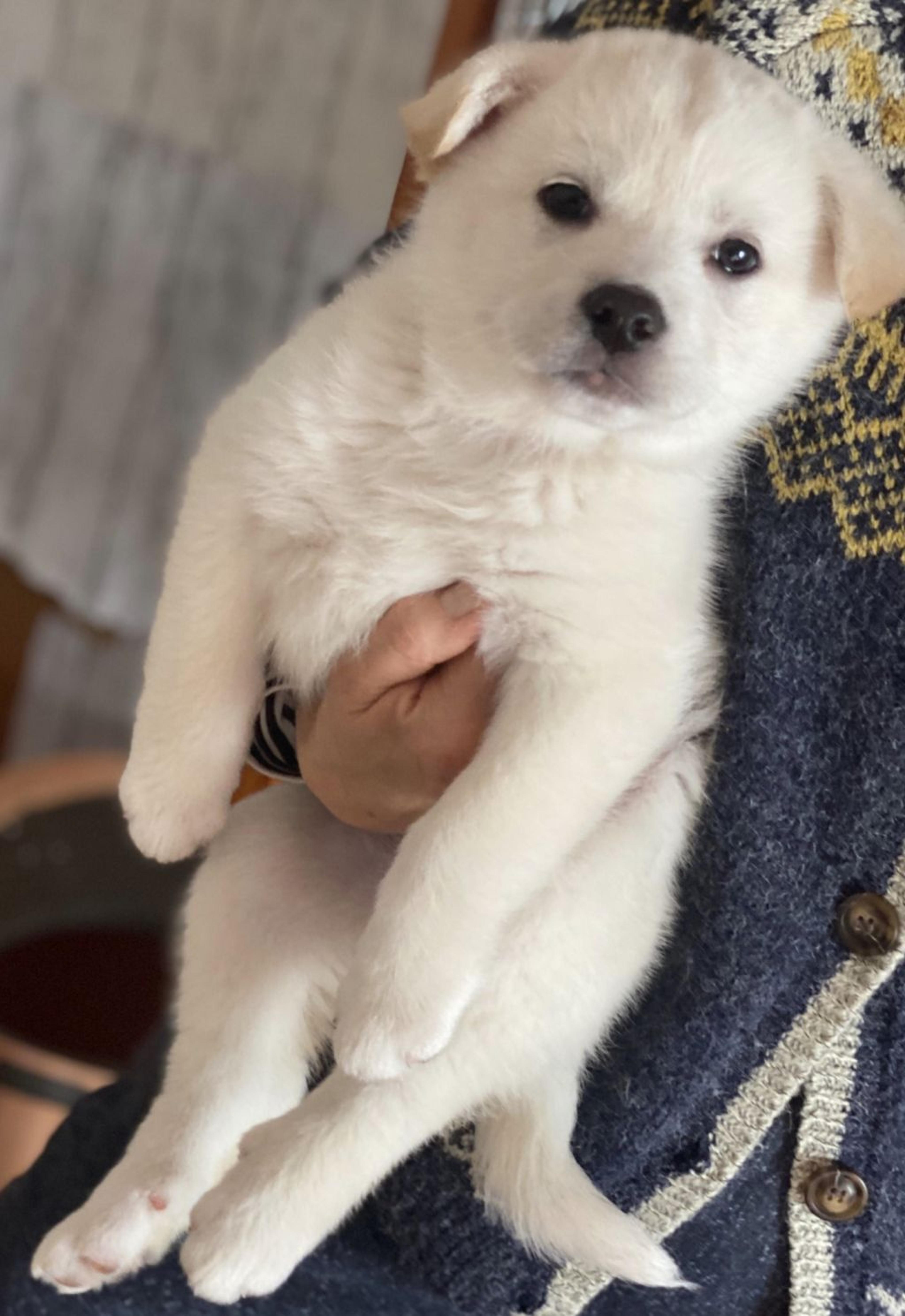 pet-image-3
