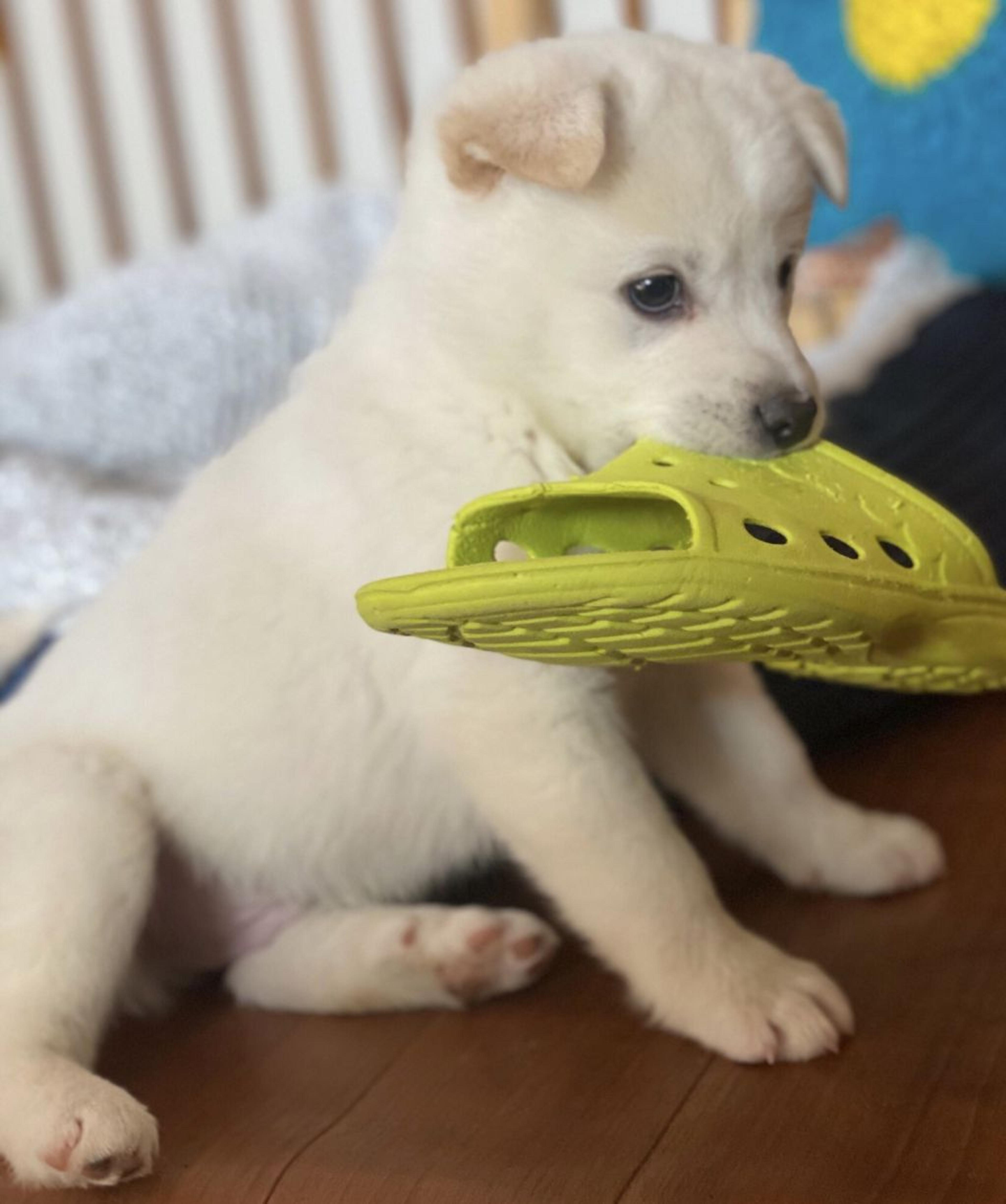 pet-image-5