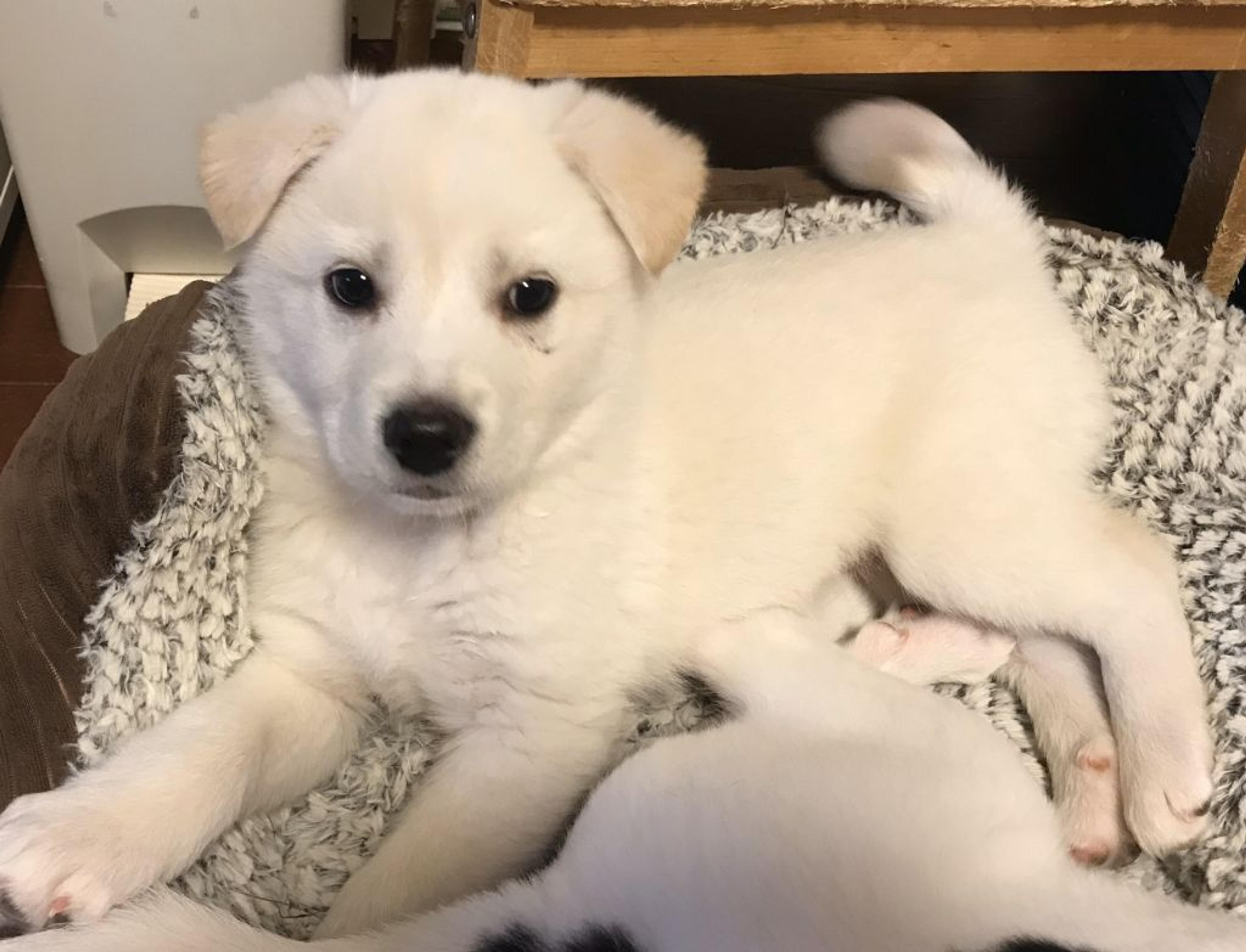 pet-image-2