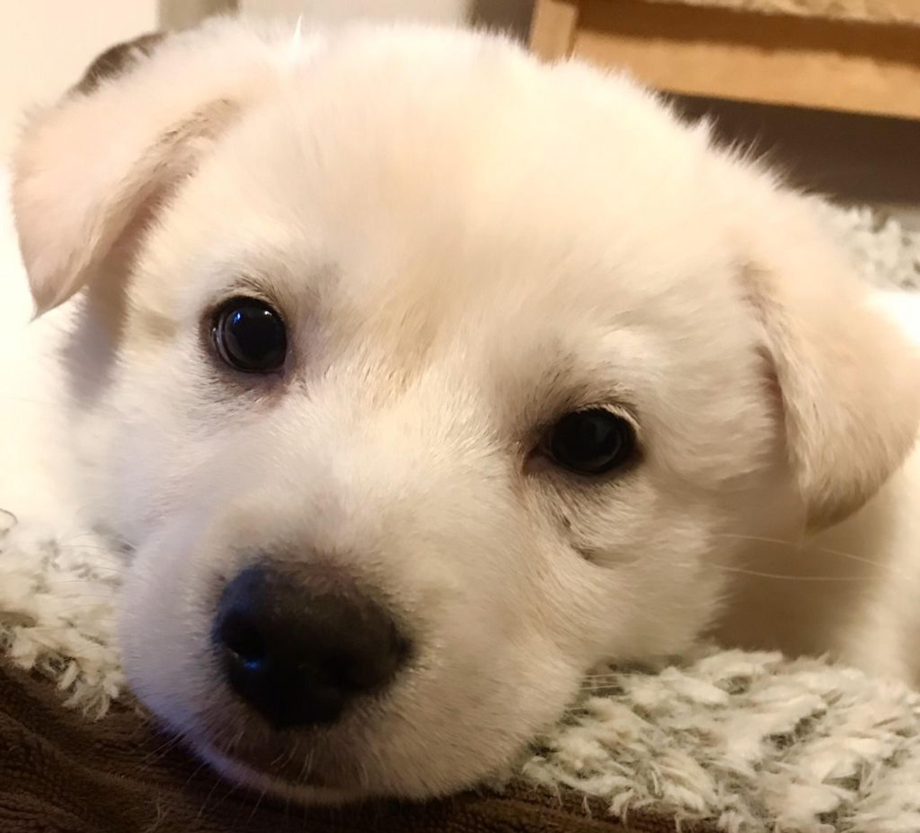 pet-image-4