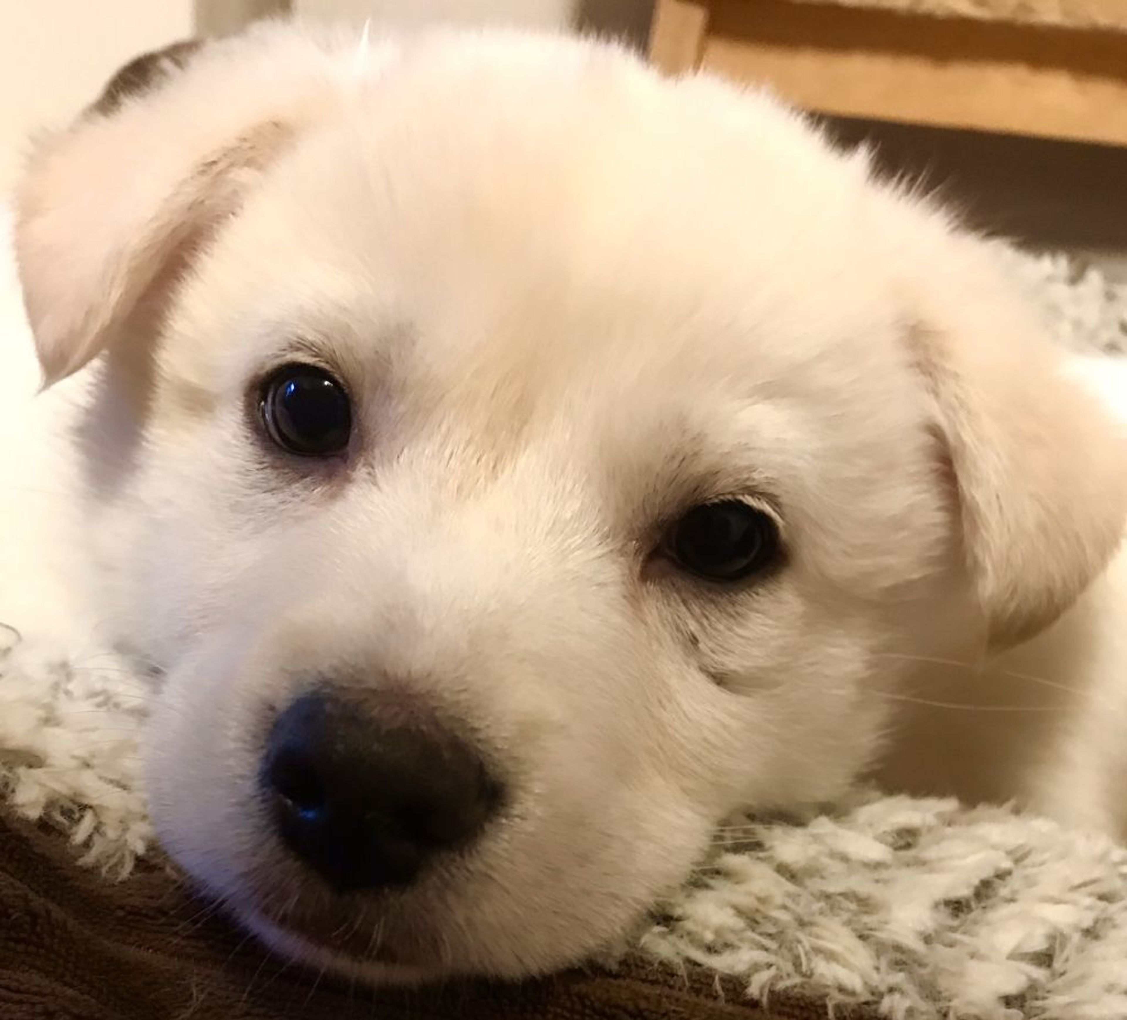 pet-image-4