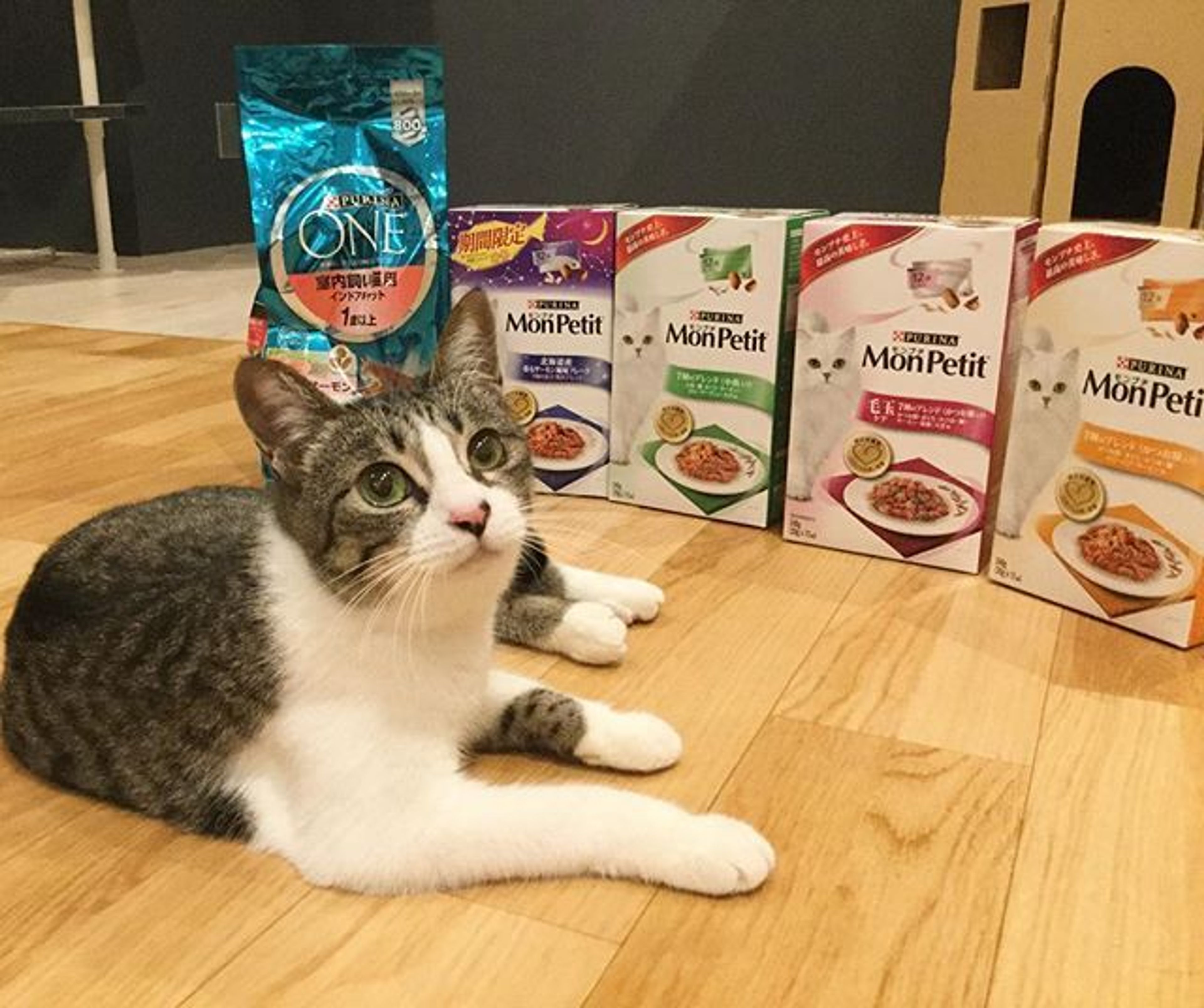 pet-image-3