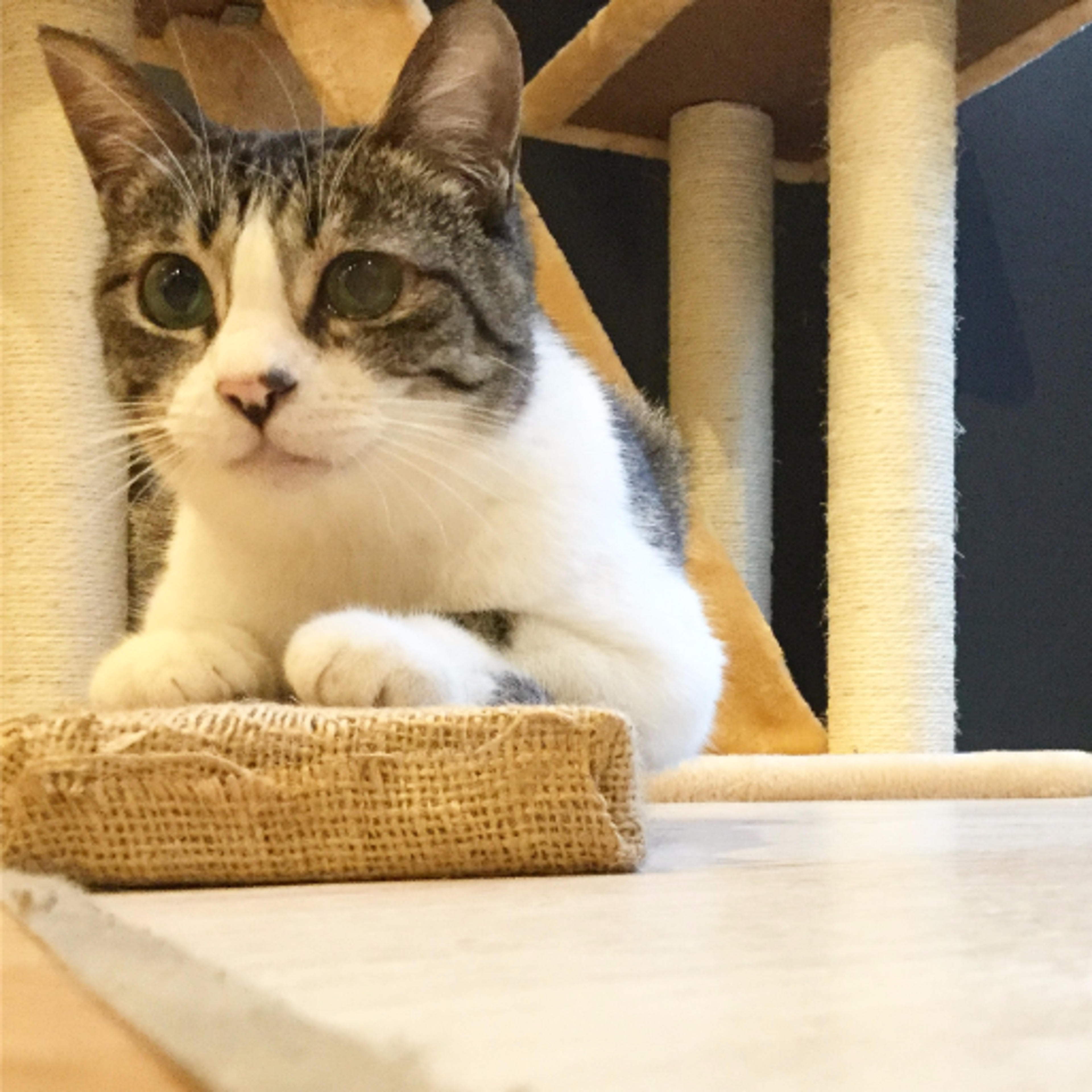 pet-image-2