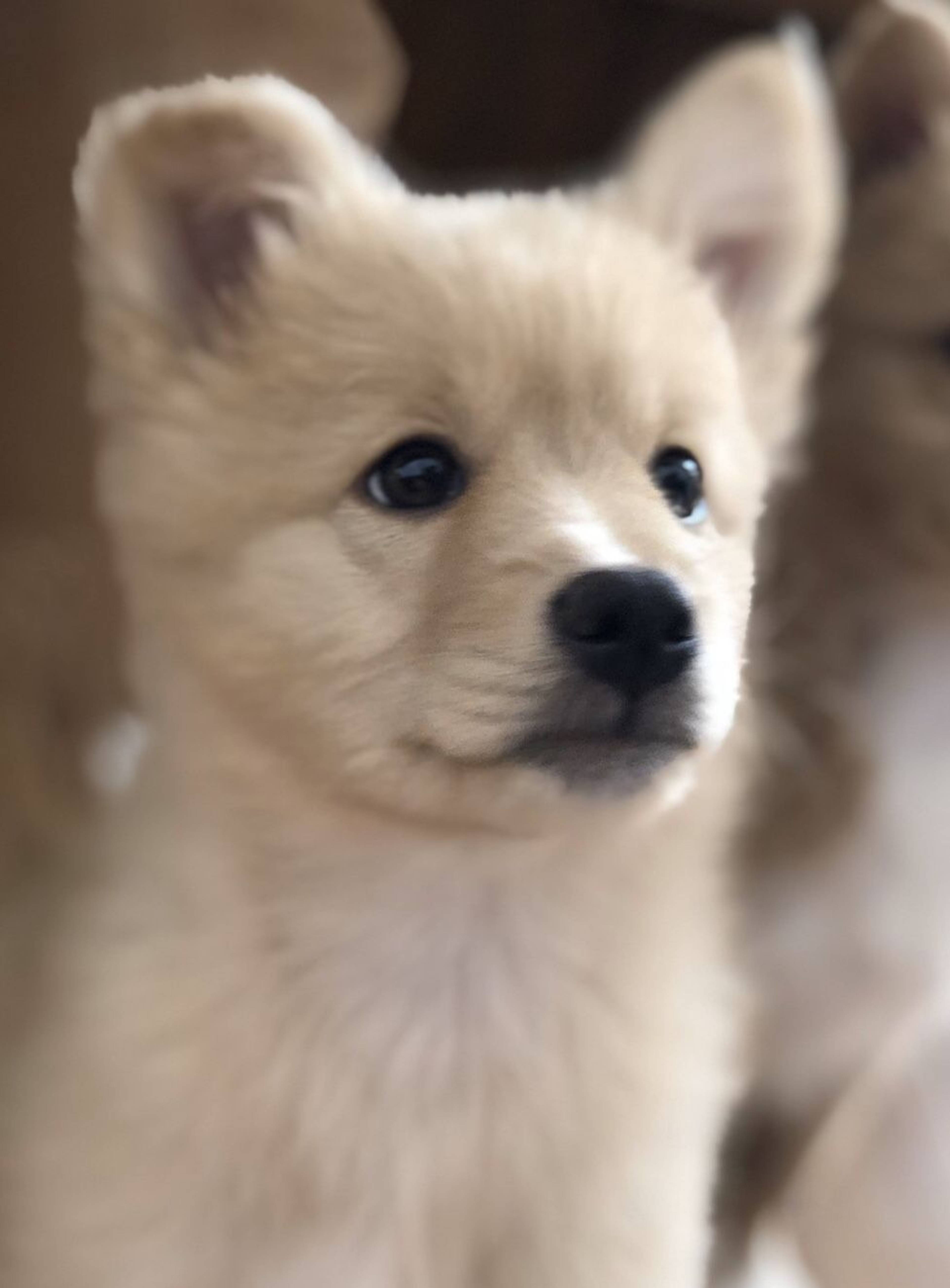 雑種（ミックス犬）・オスの里親募集の写真