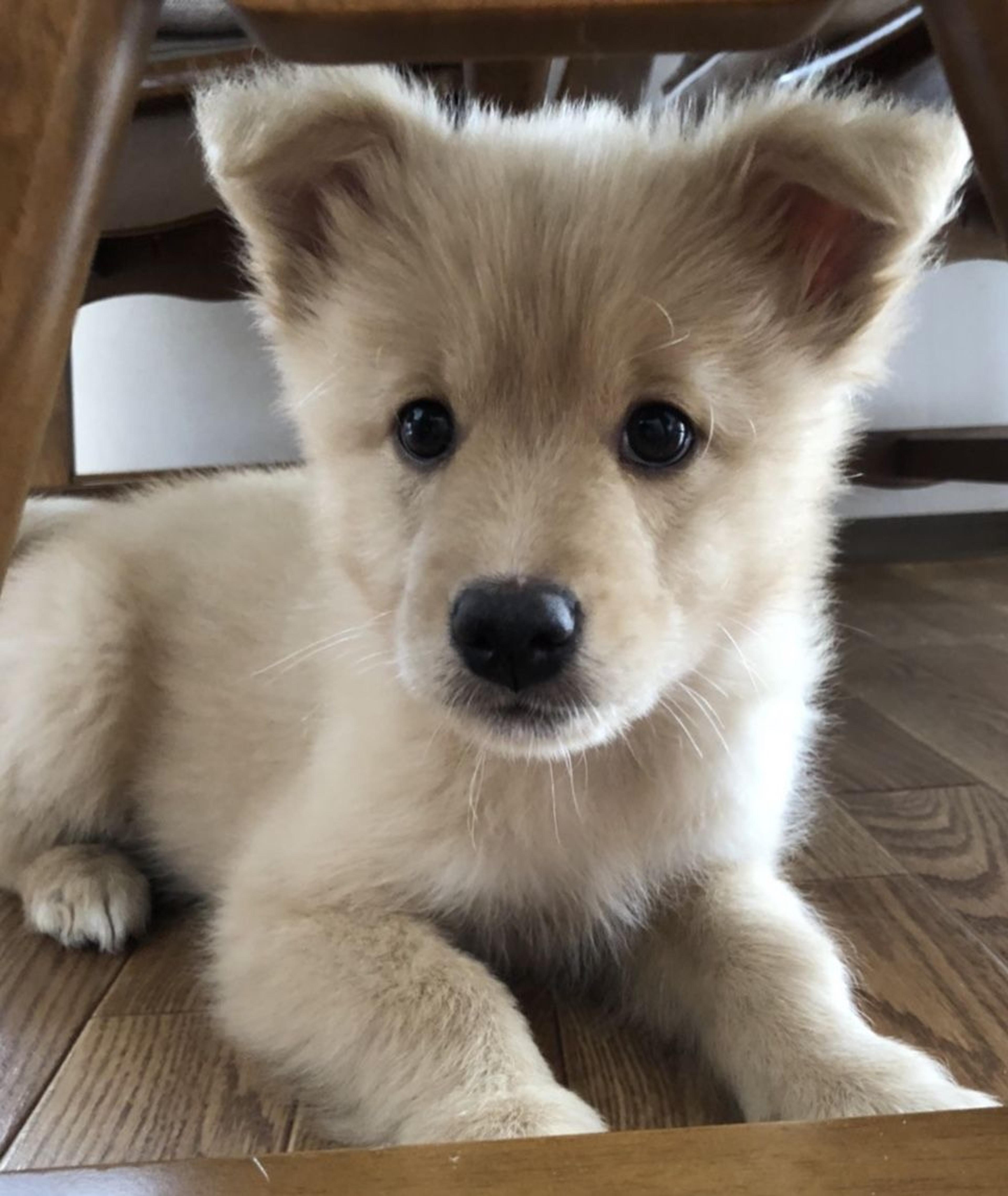 pet-image-2