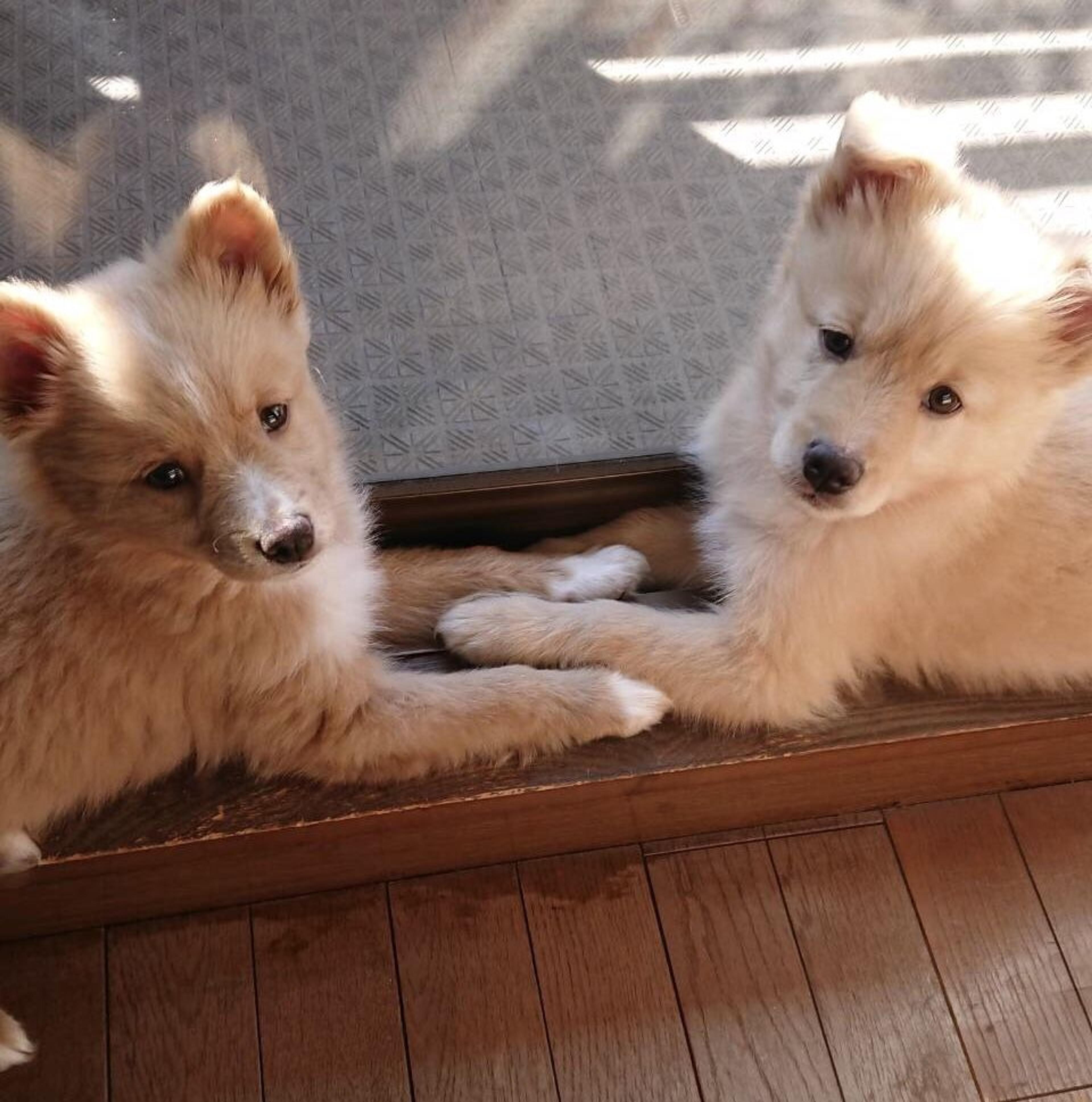 pet-image-4