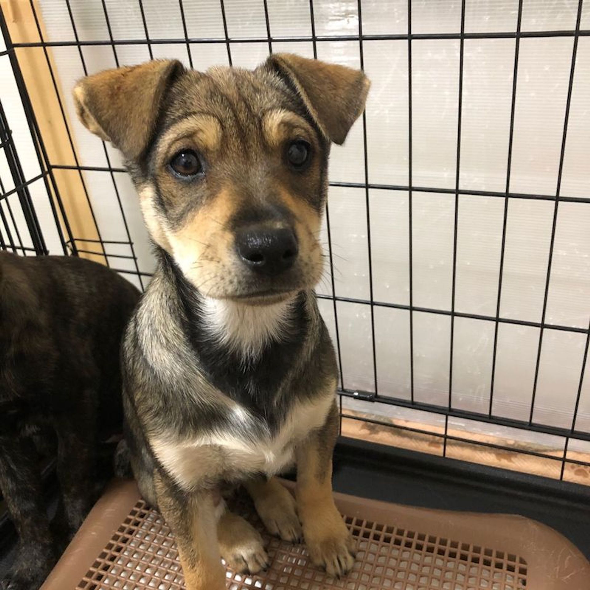 雑種（ミックス犬）・オスの里親募集の写真
