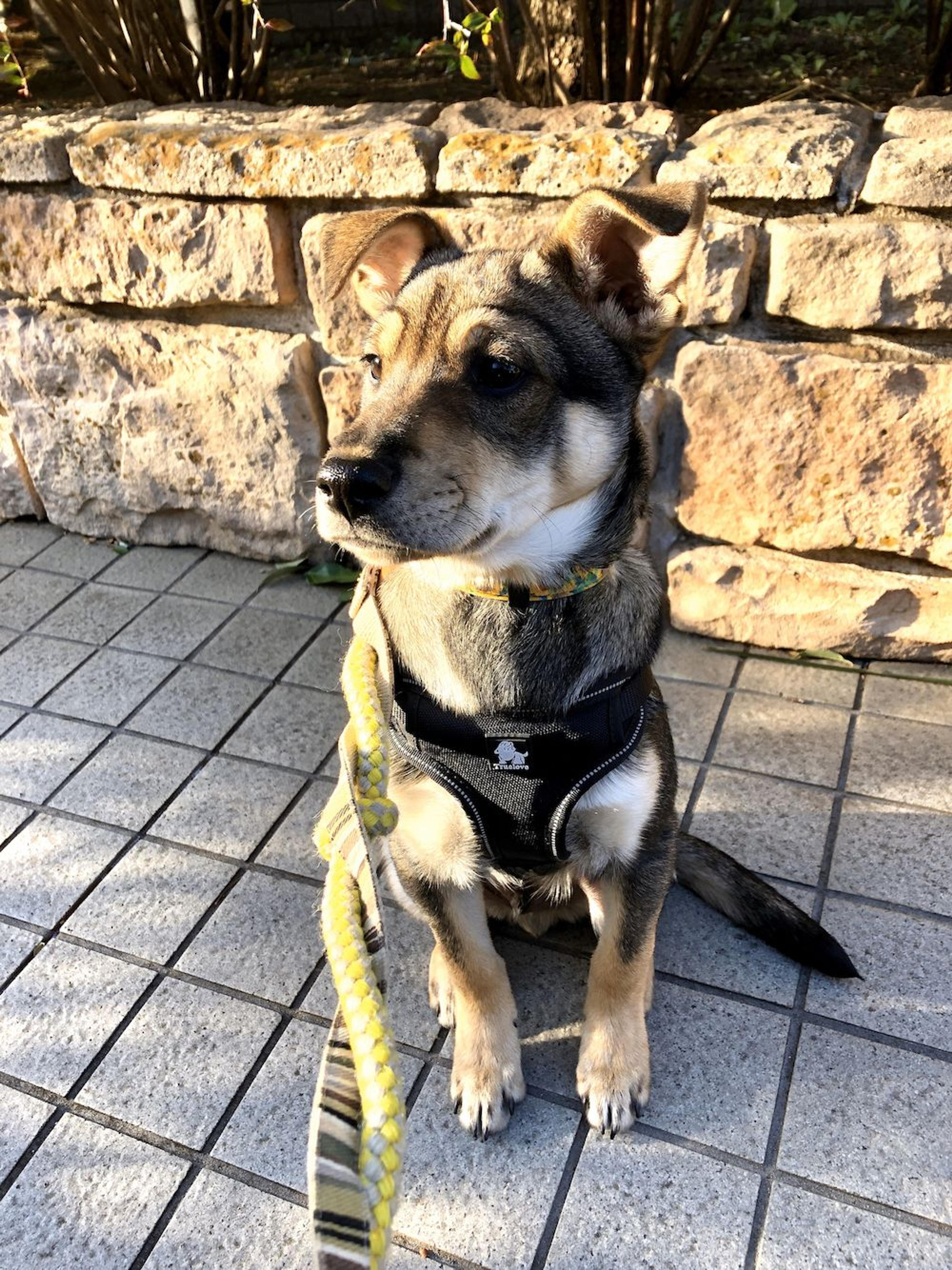 pet-image-4