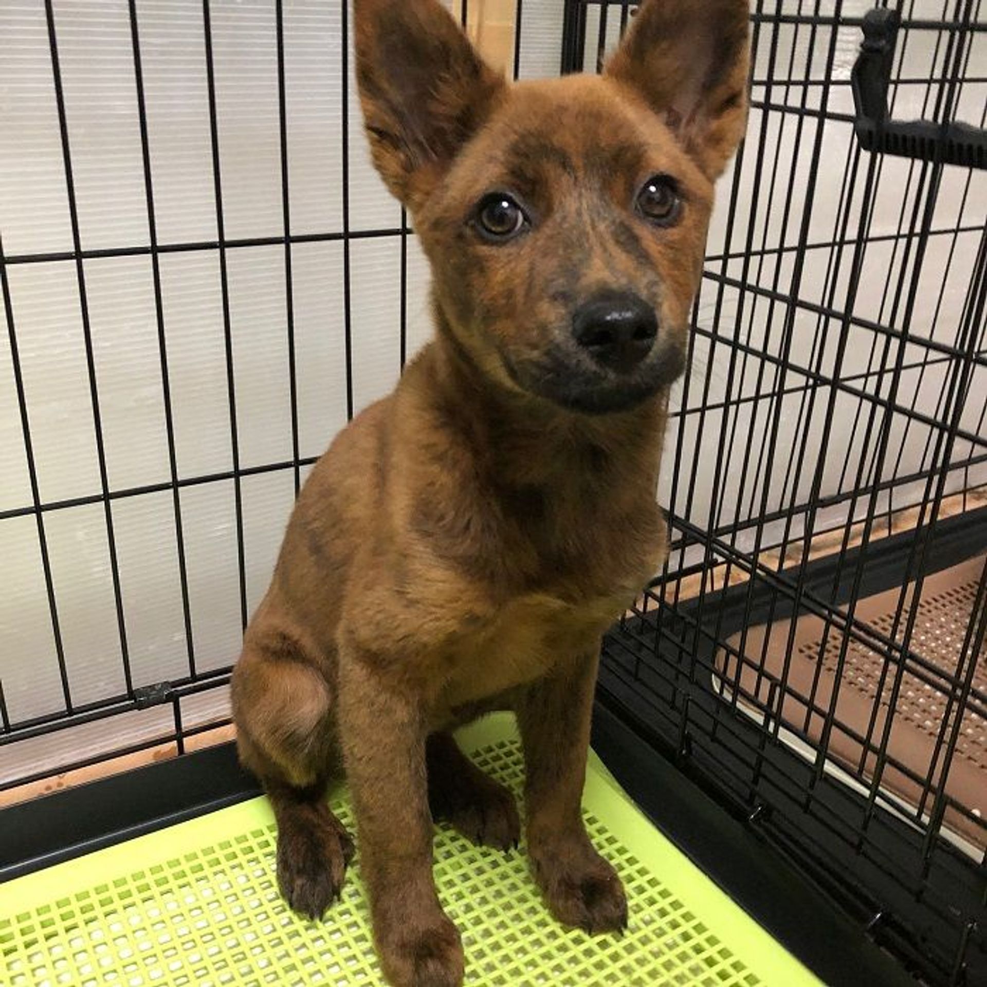 雑種（ミックス犬）・メスの里親募集の写真