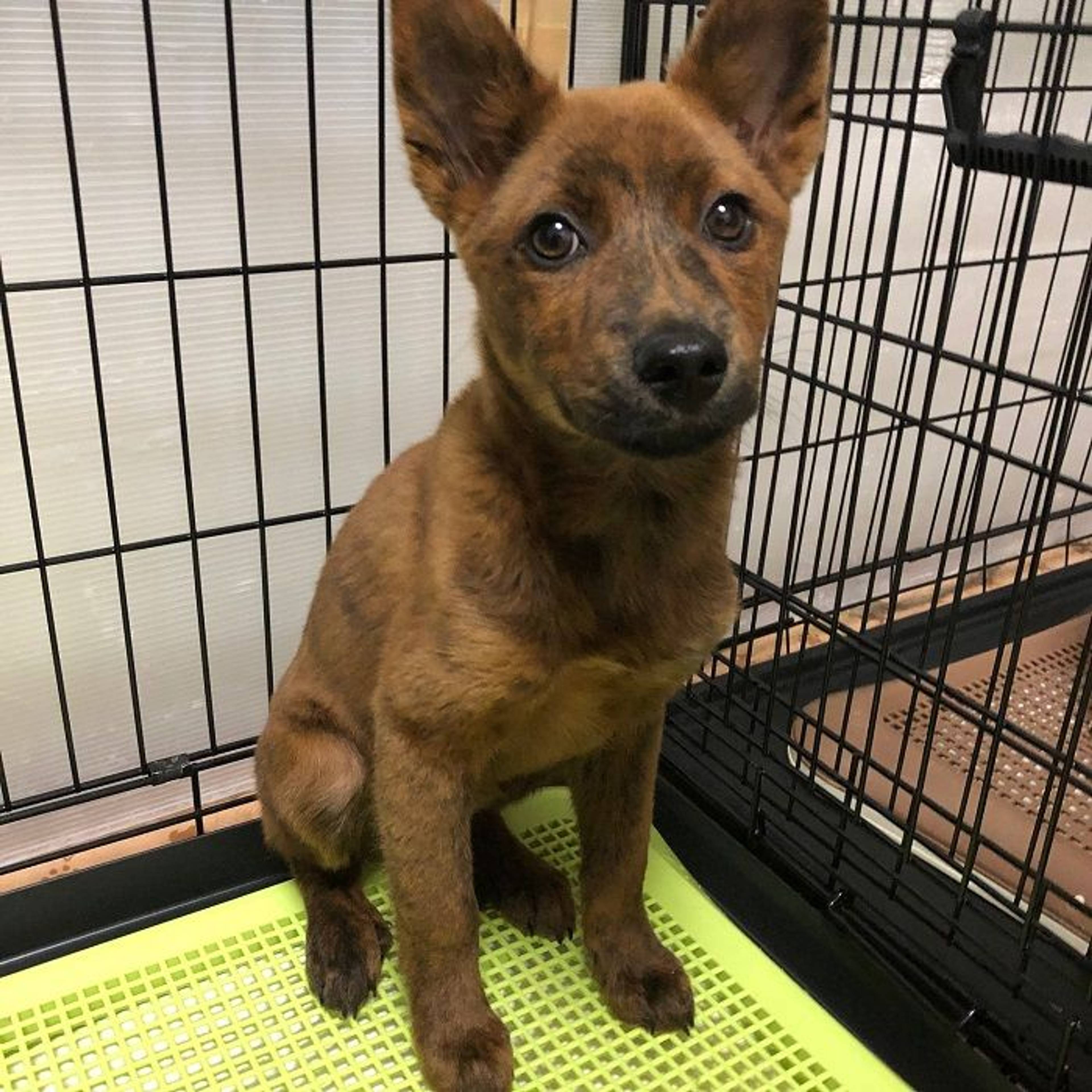 雑種（ミックス犬）・メスの里親募集の写真