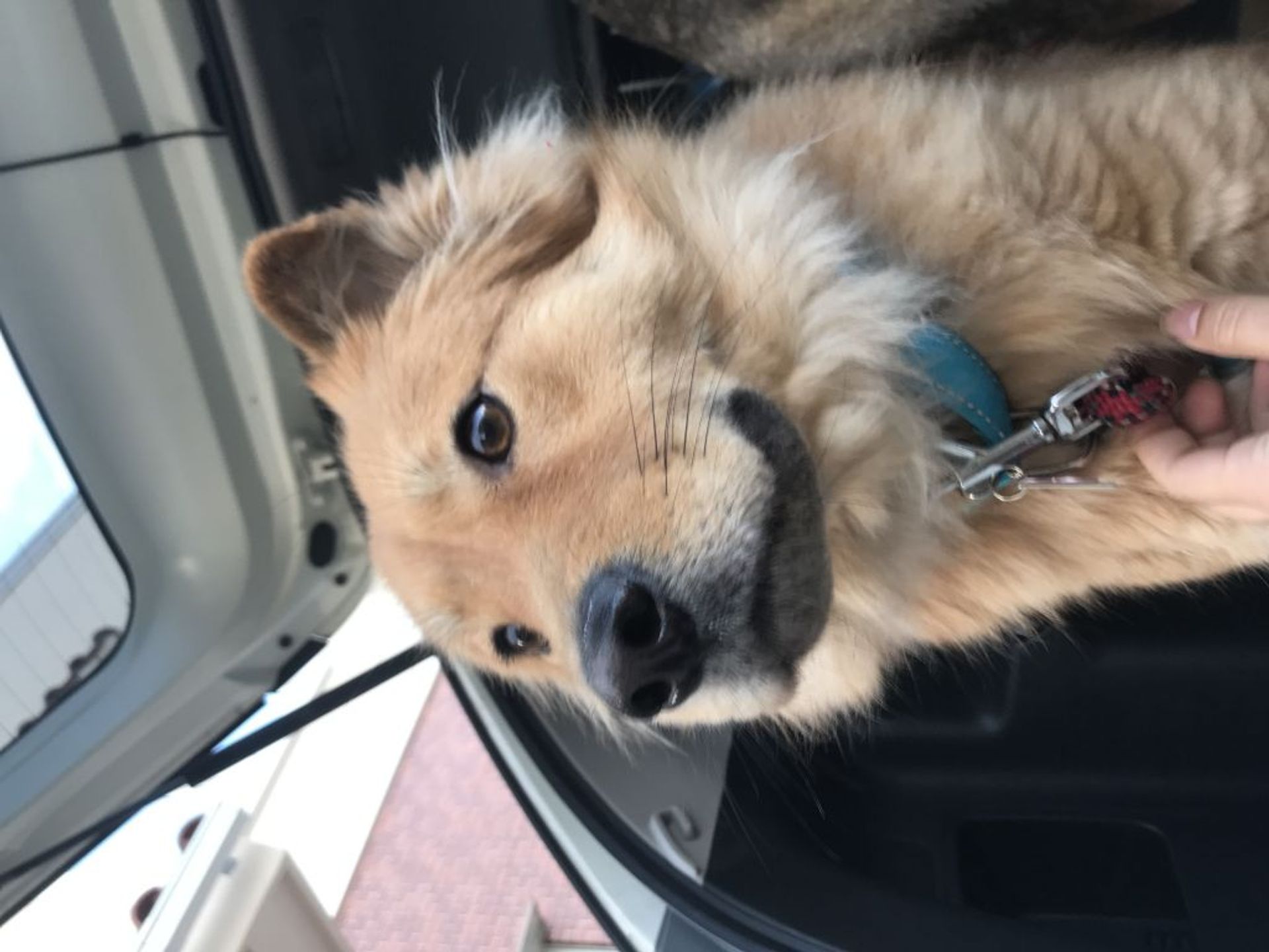 雑種（ミックス犬）・メスの里親募集の写真