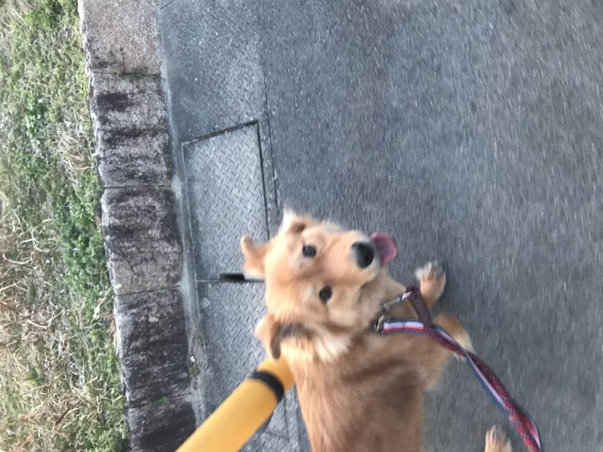 雑種（ミックス犬）・メスの里親募集の写真