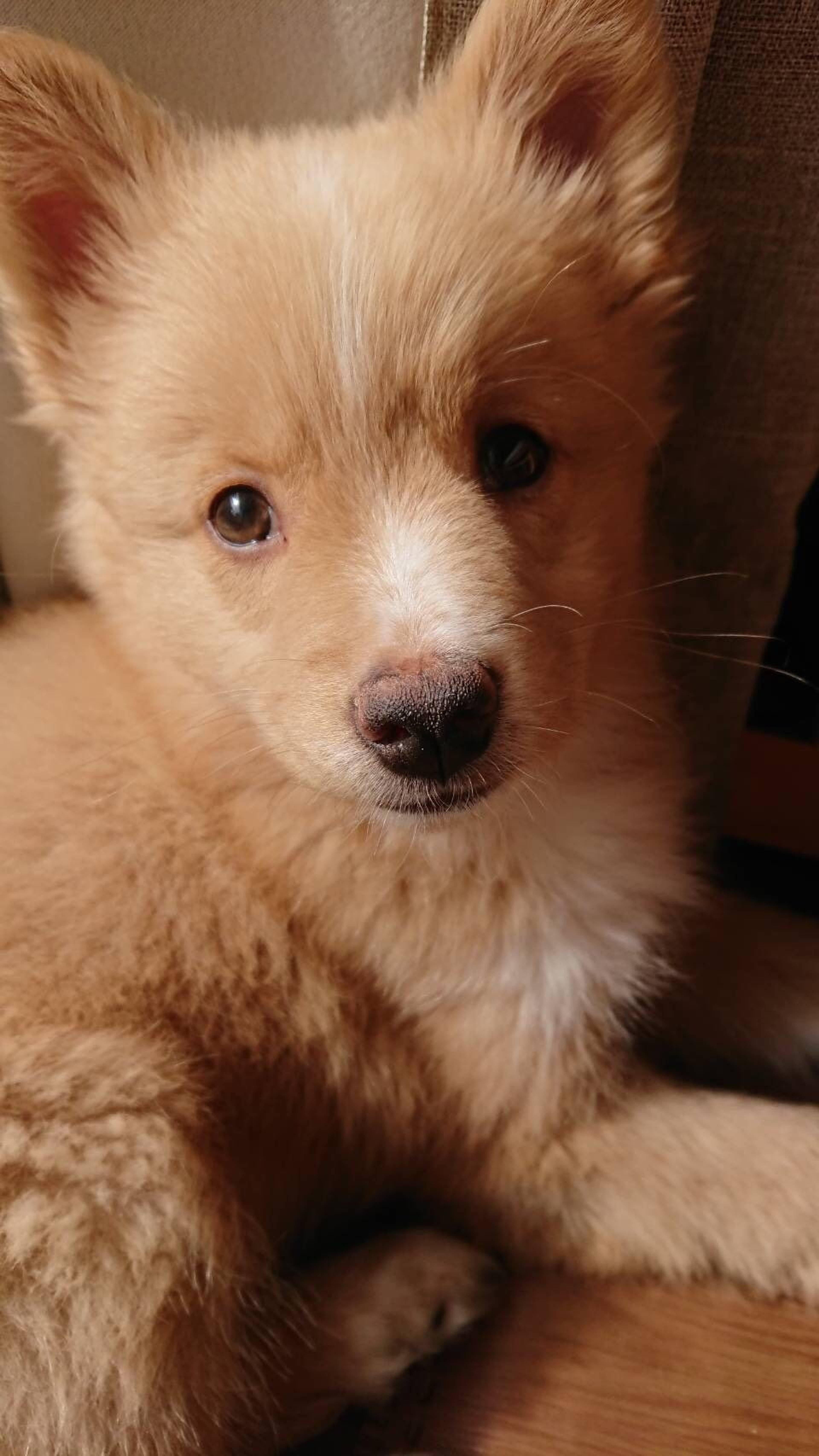 雑種（ミックス犬）・メスの里親募集の写真