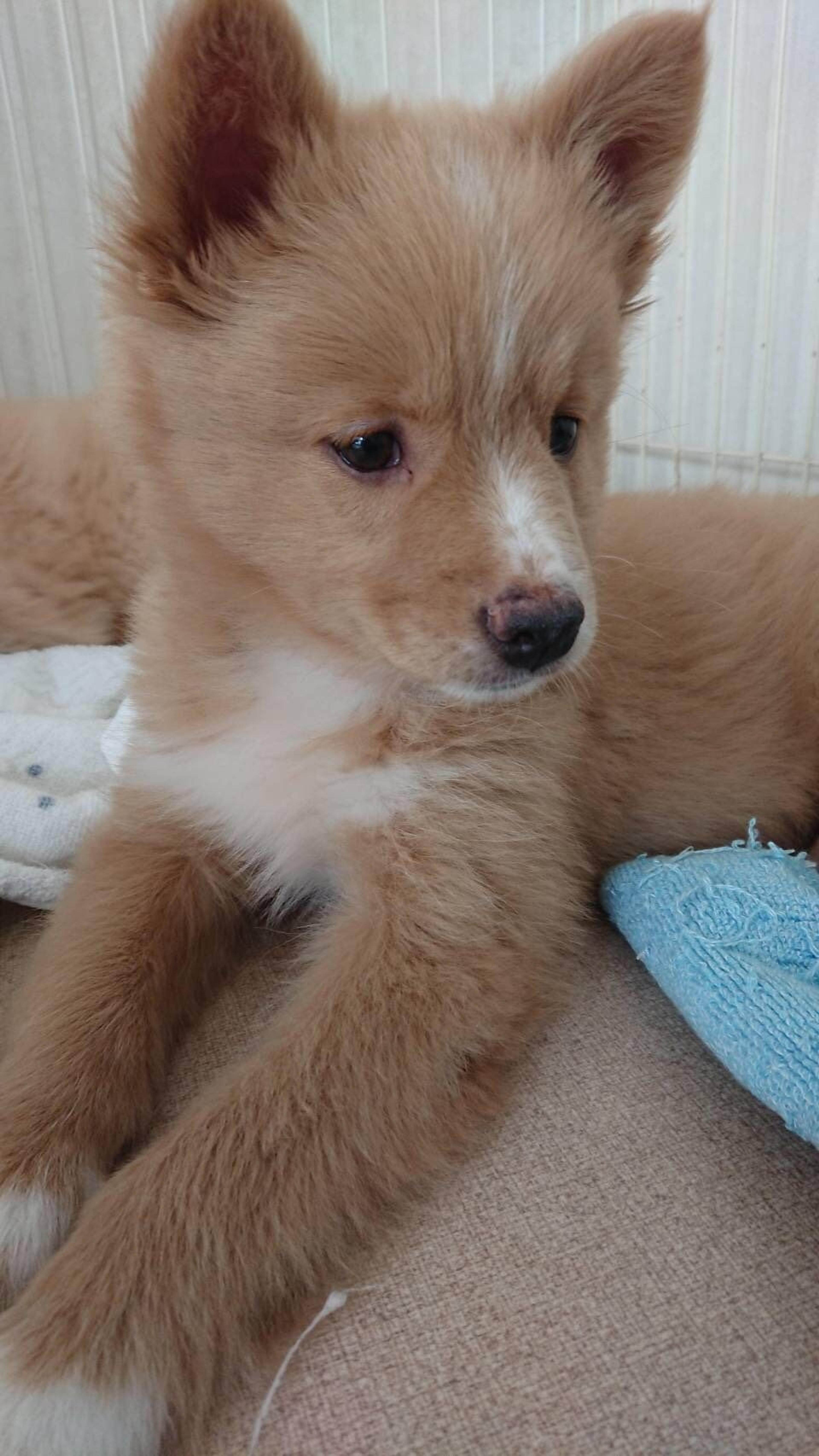 pet-image-2
