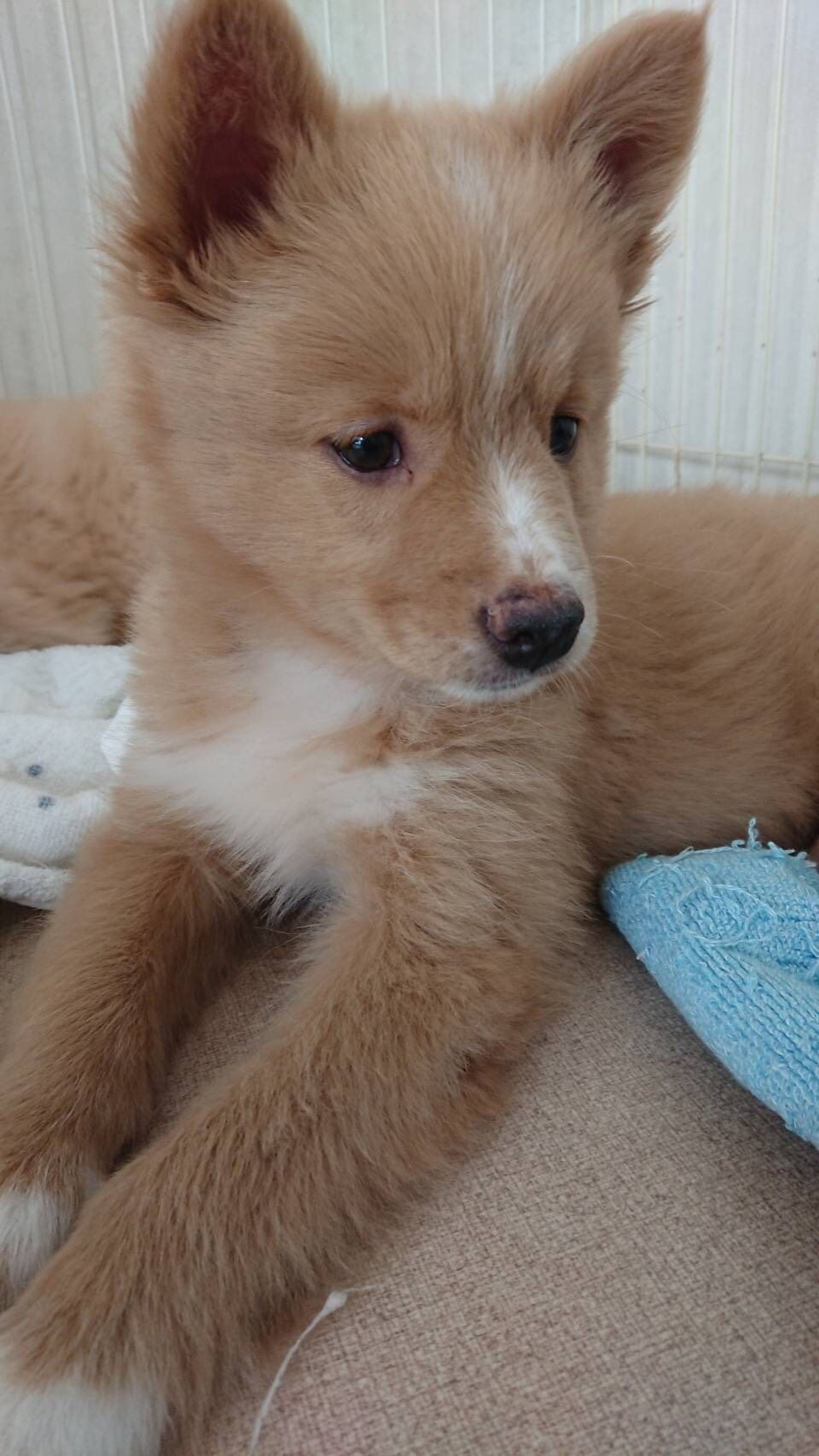 pet-image-2