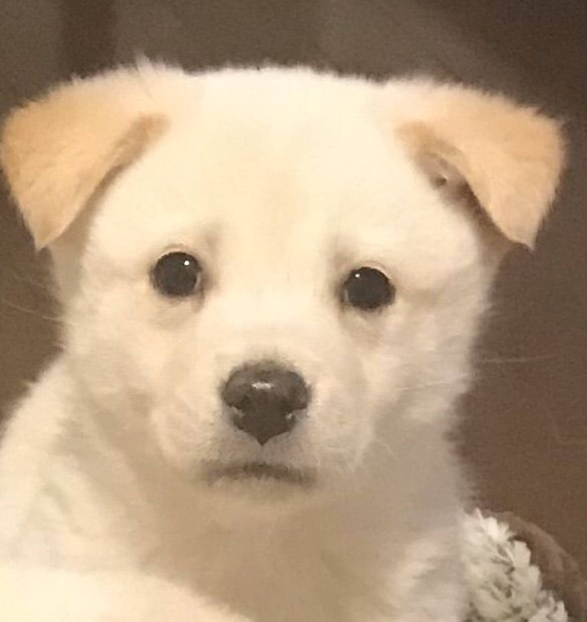雑種（ミックス犬）・オスの里親募集の写真